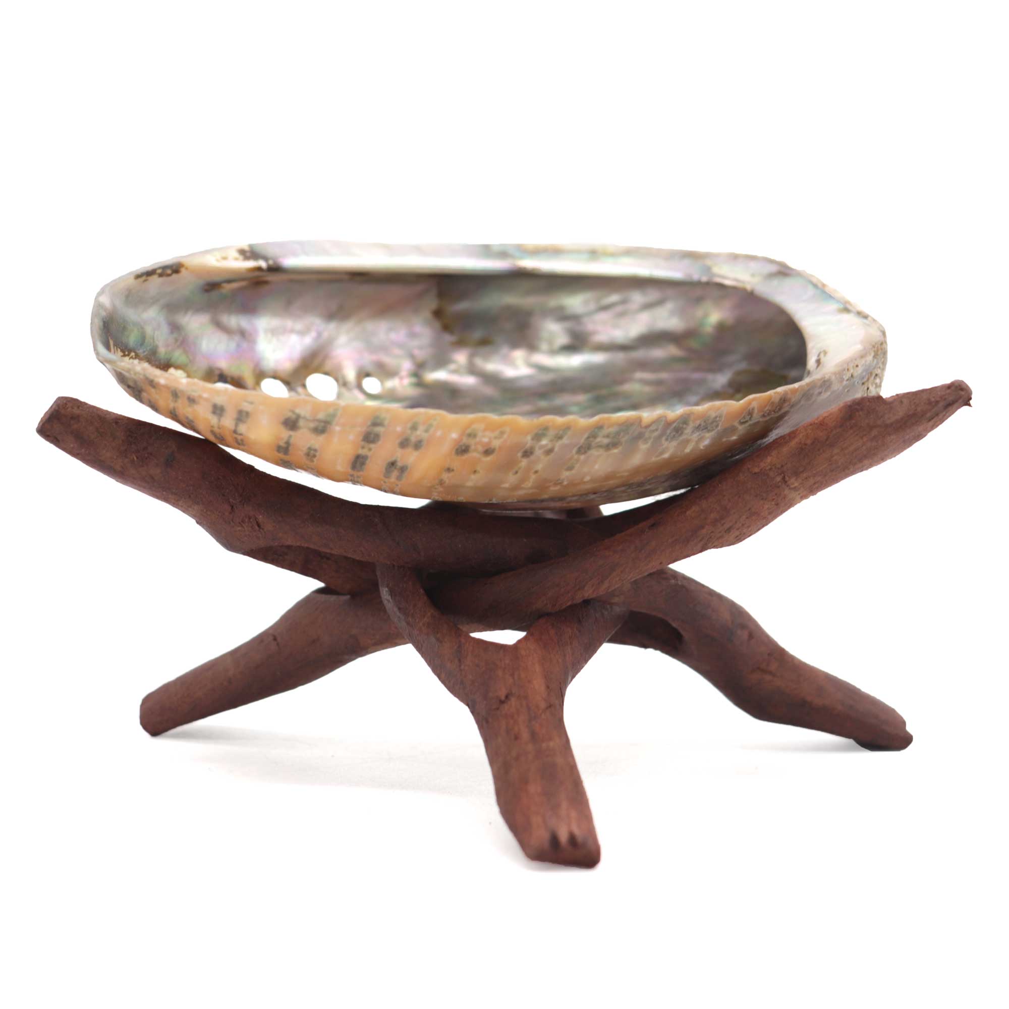 Abalone Shell and Stand Set - 13 Moons