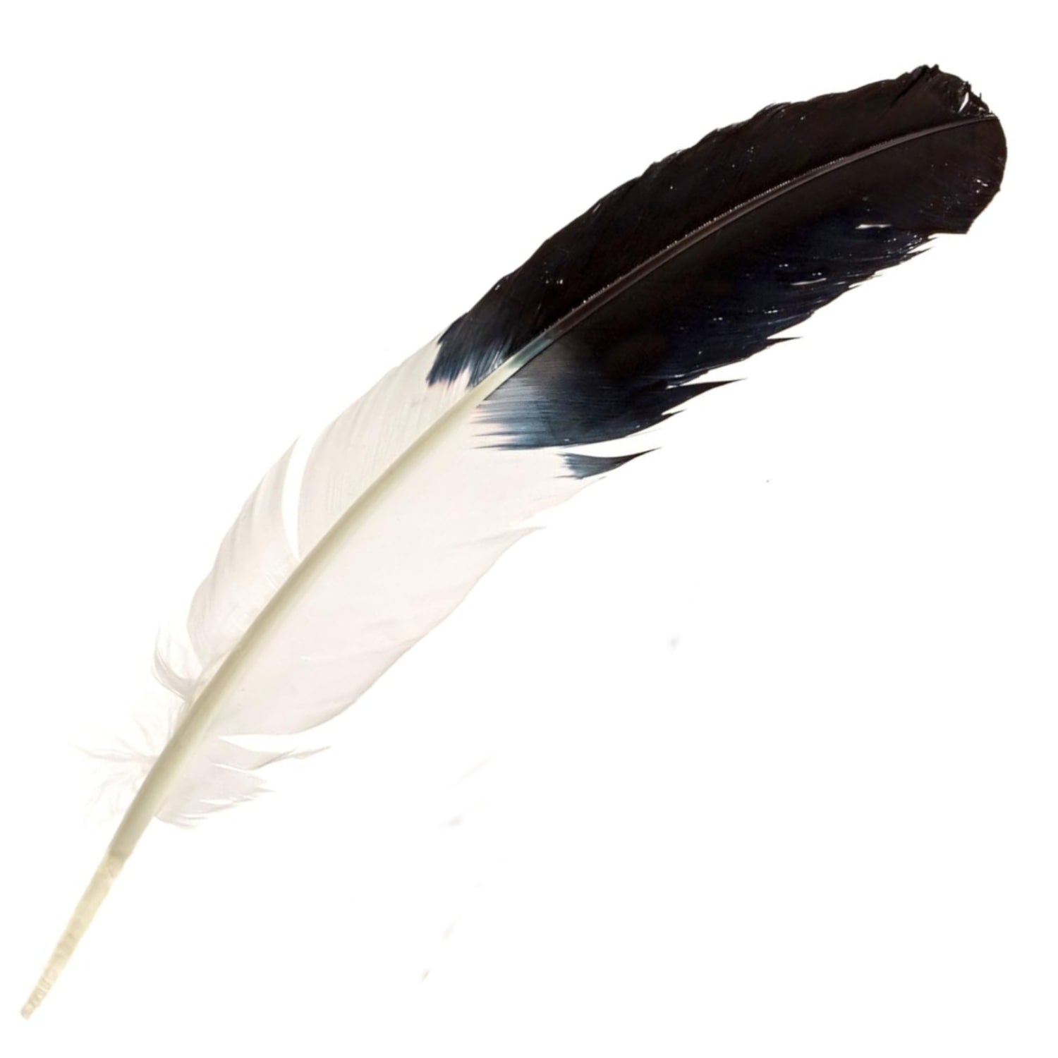 Bald Eagle Feather - 13 Moons