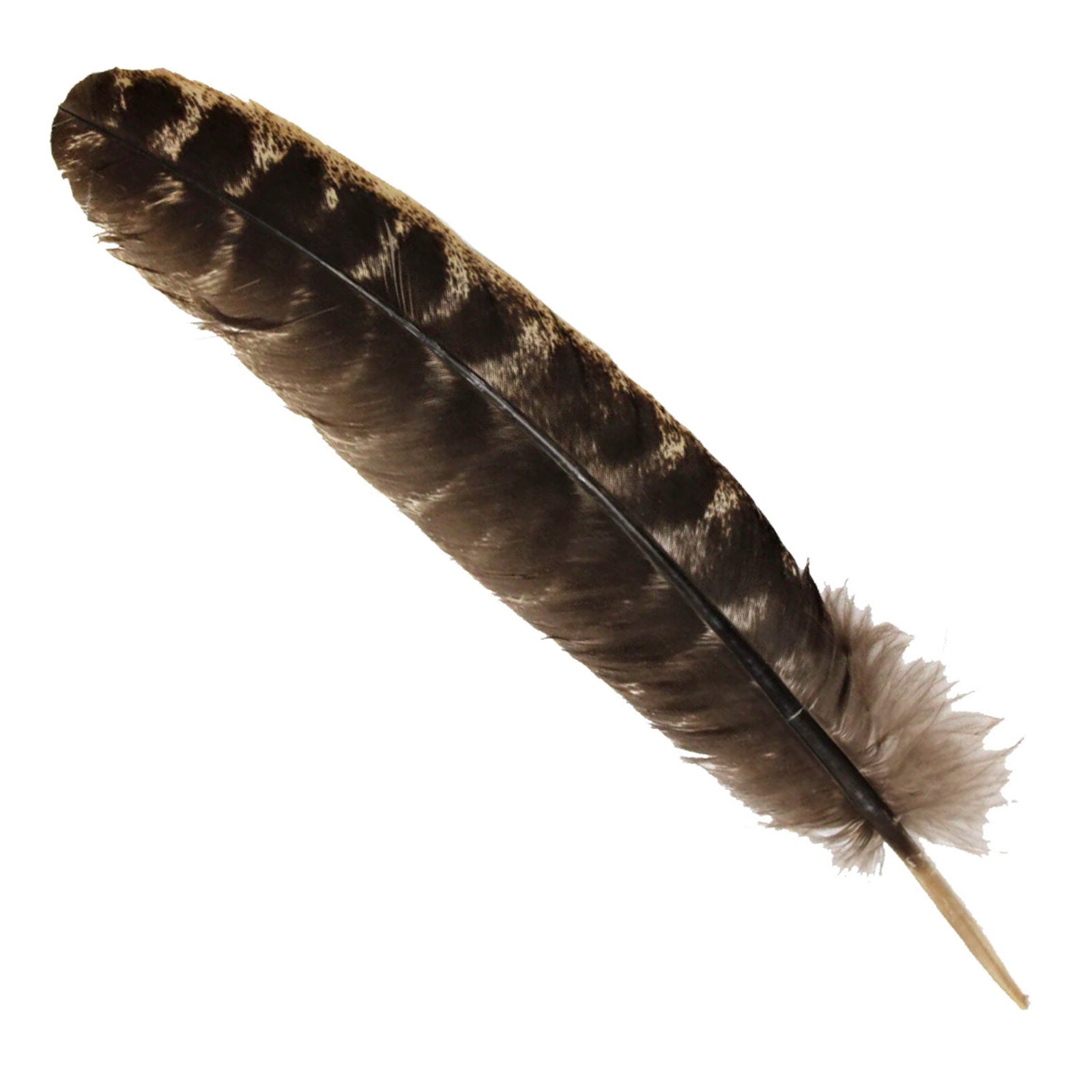 Barred Turkey Feather - 13 Moons