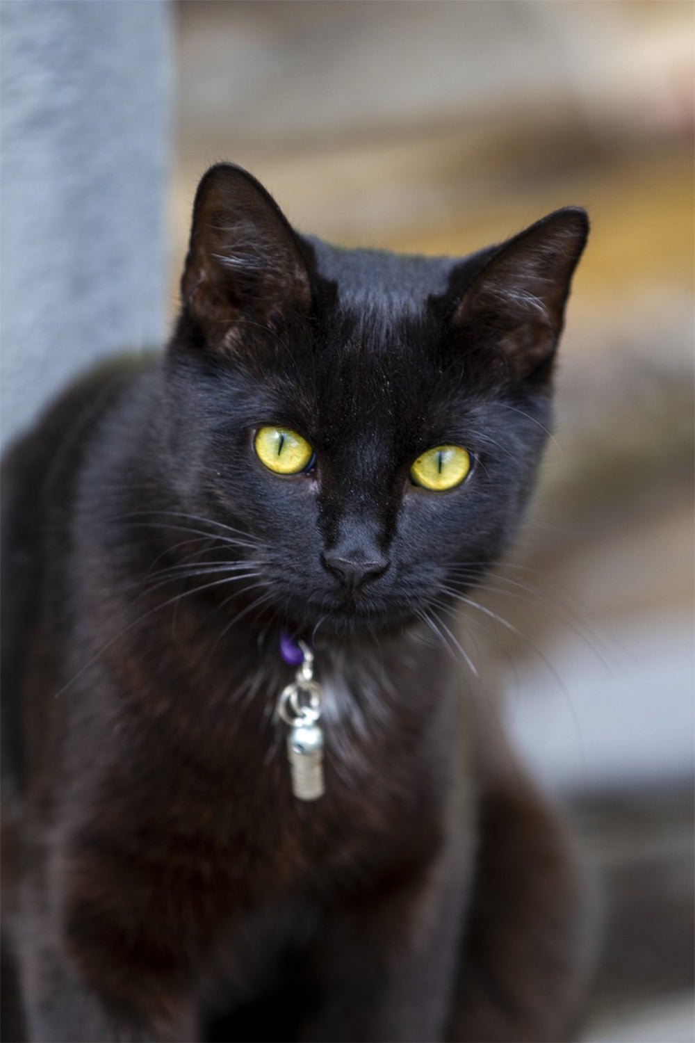 Black Cat Hair Ritual Spell Supplies
