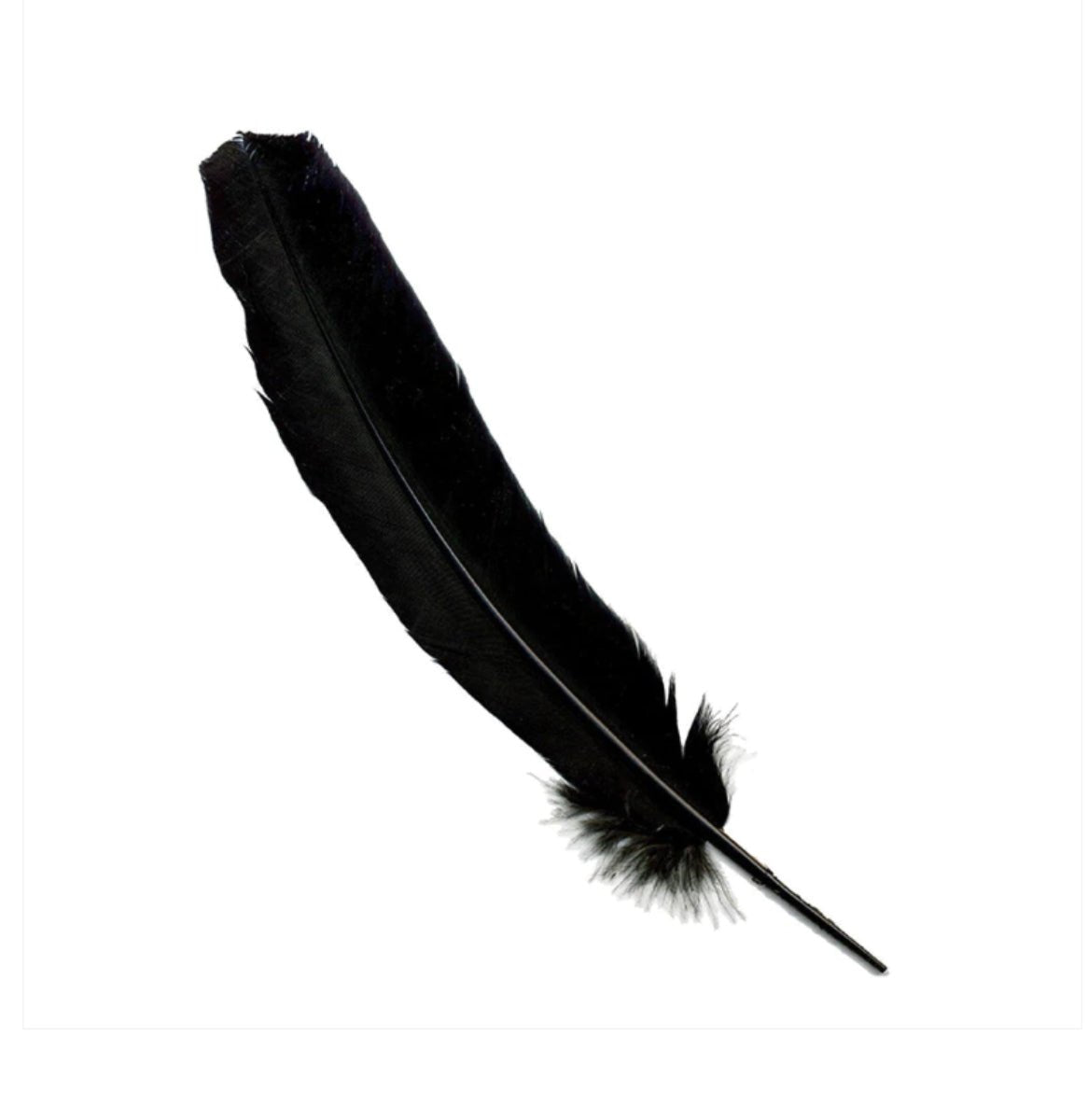 Black Turkey Feather - 13 Moons
