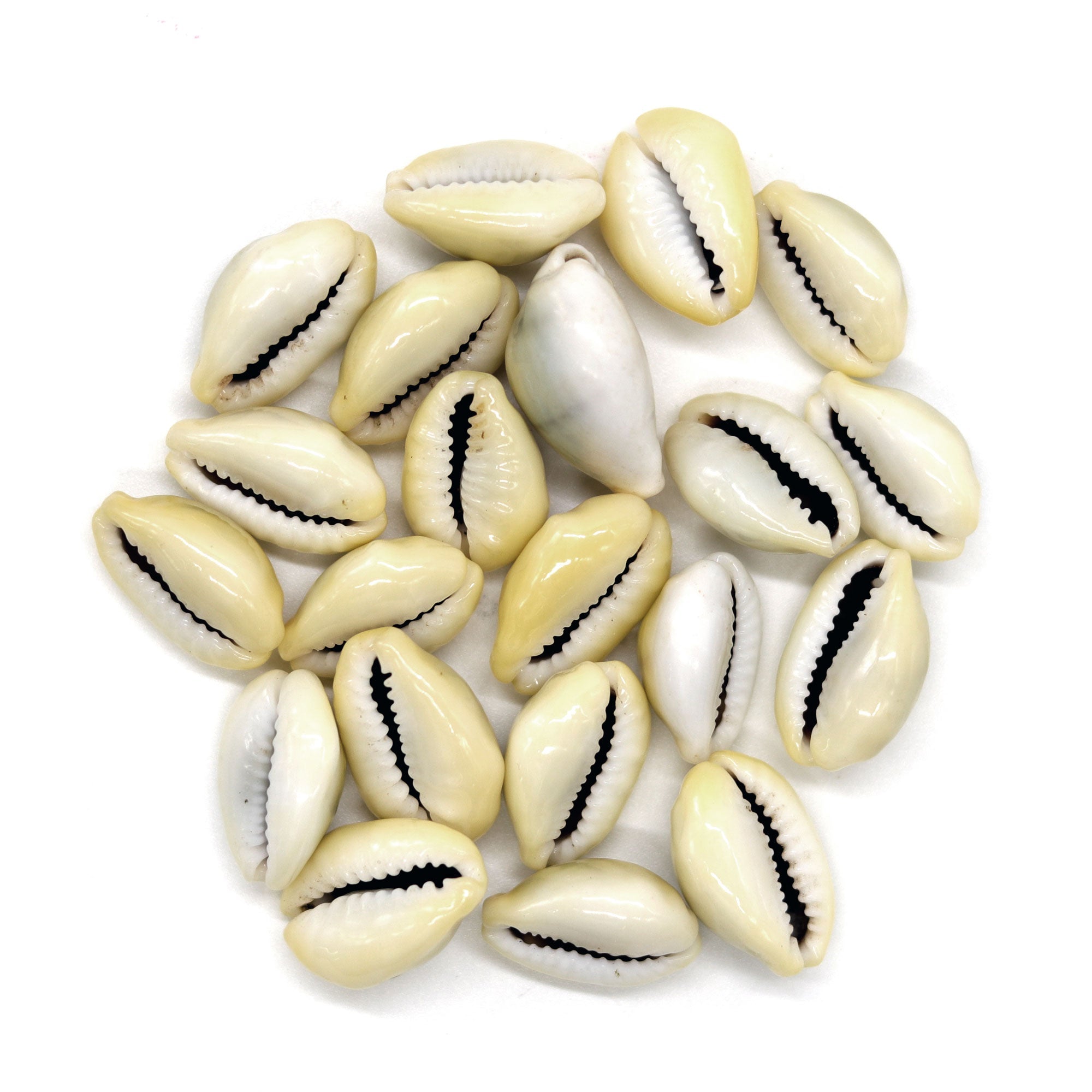 Cowrie Shell Bead, 10 of - 13 Moons