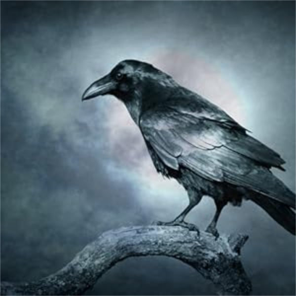 Crows and Ravens - 13 Moons
