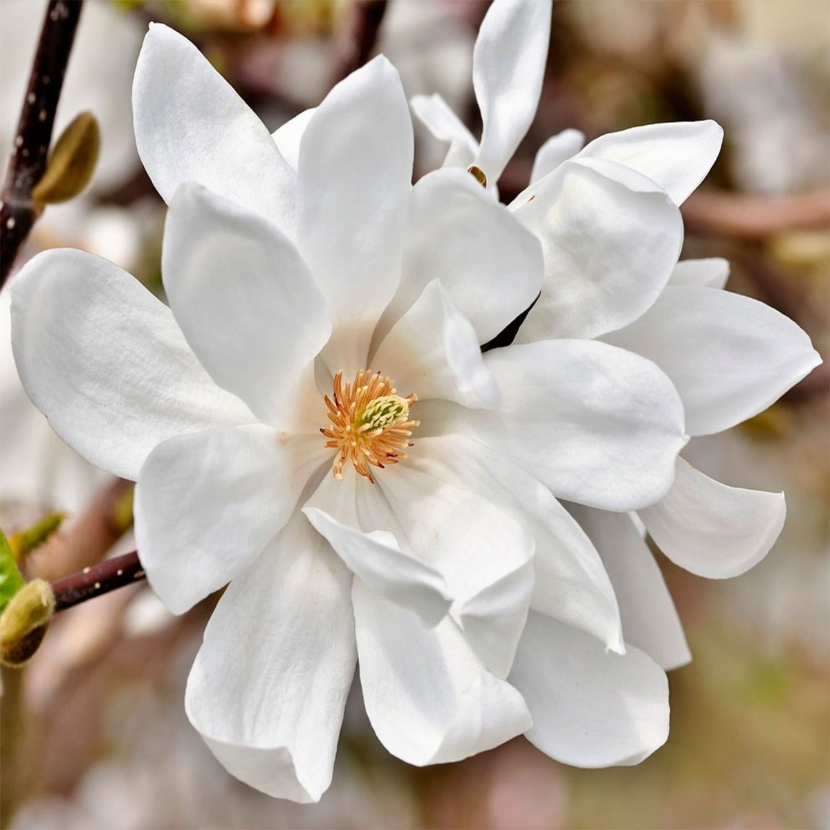 Magnolia Flower - 13 Moons