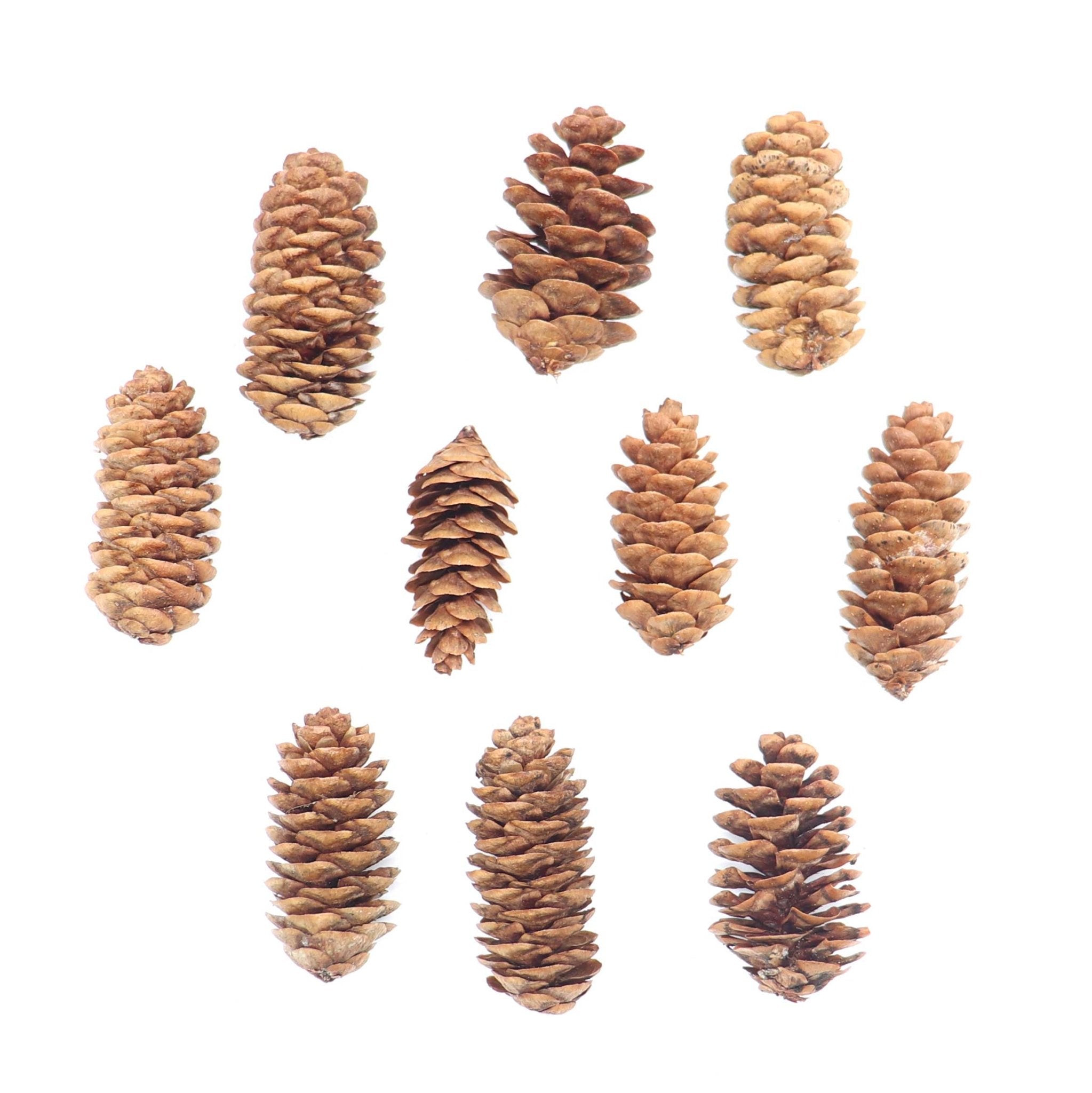 50 Miniature Pine Cones, Clean, Heat Treated, Tiny Pine Cones, Hemlock, NEW