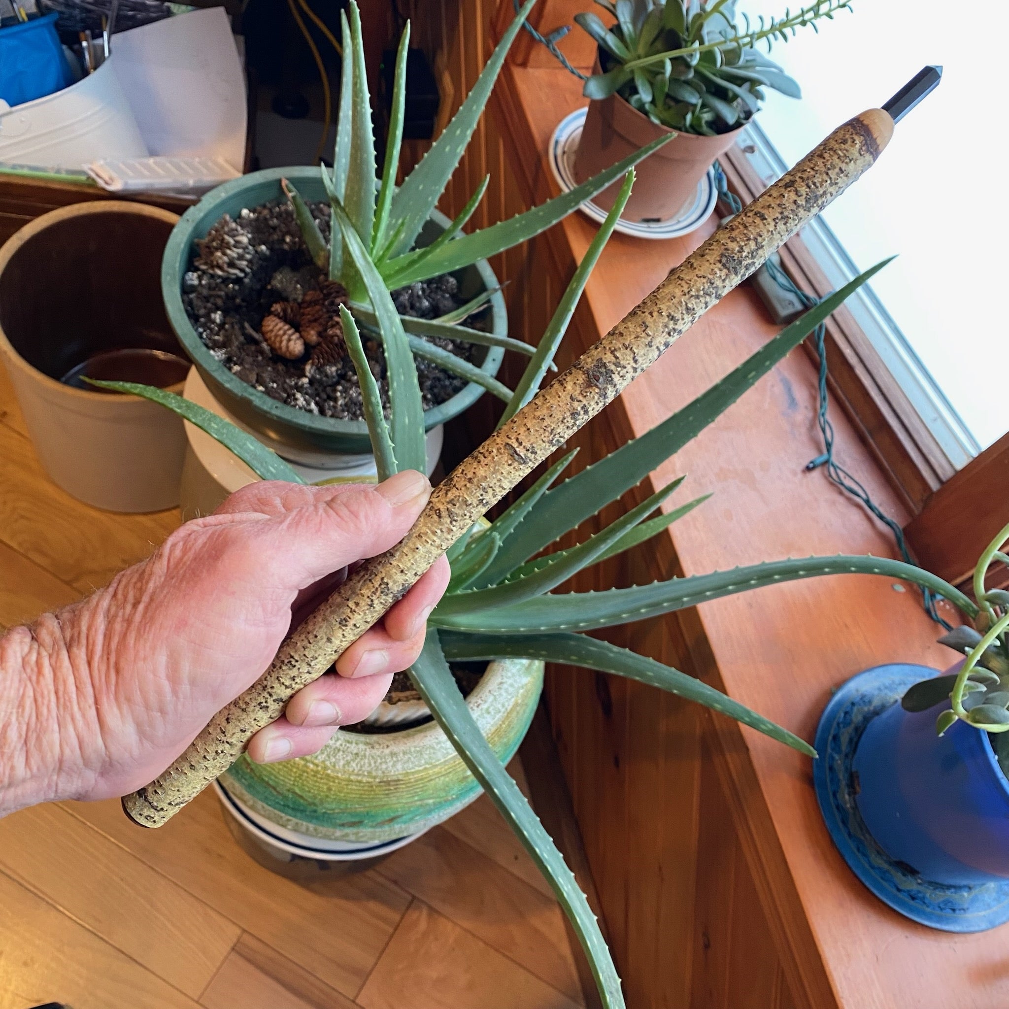 White Birch Wand