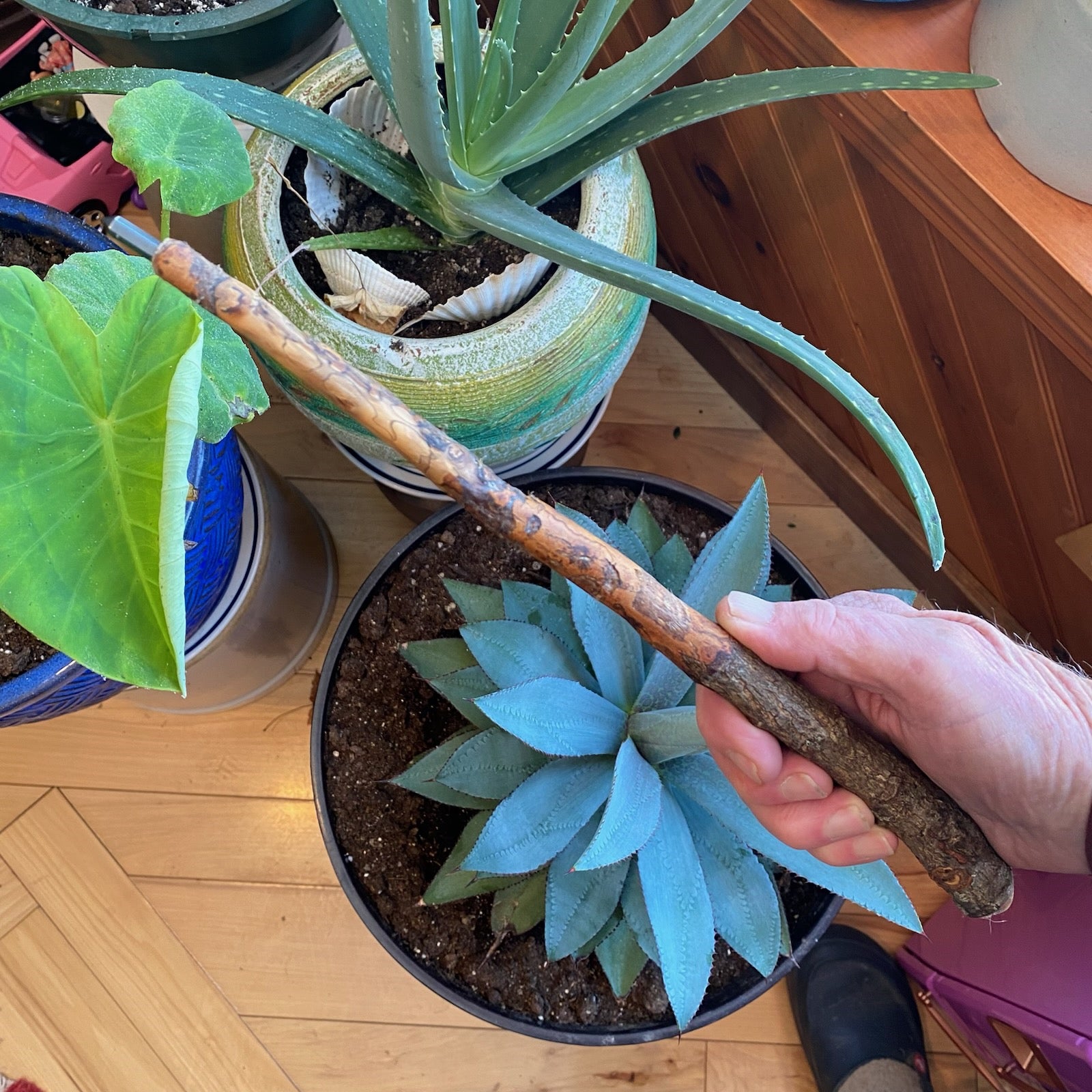 Cottonwood Wand