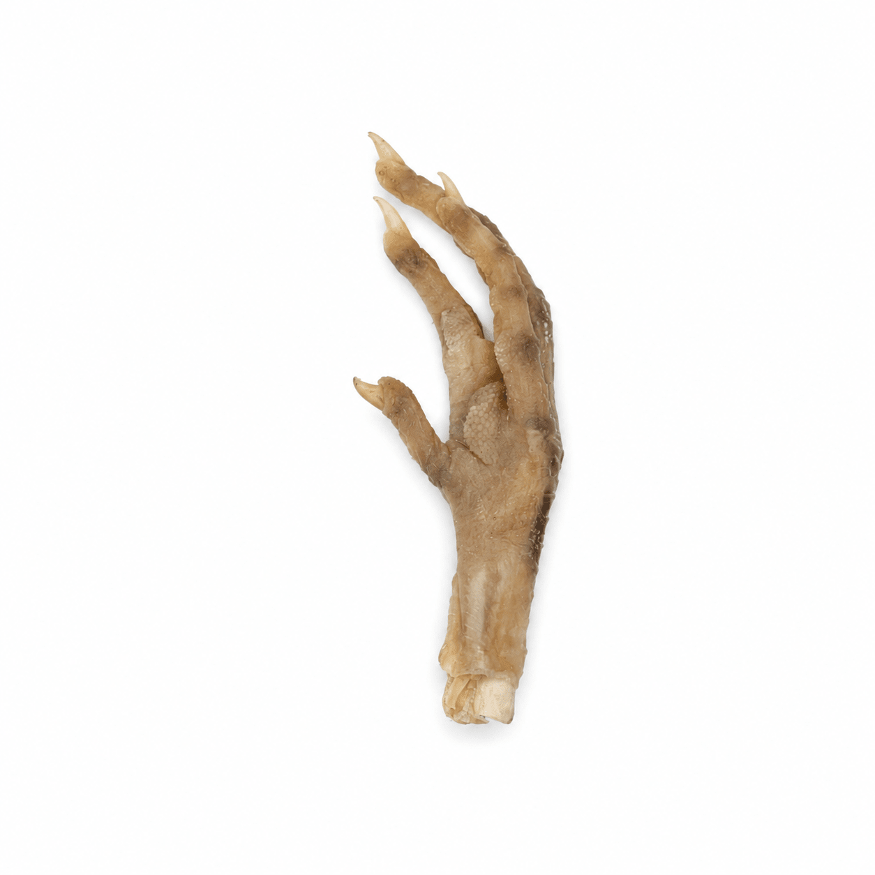Genuine Chicken Foot Charm