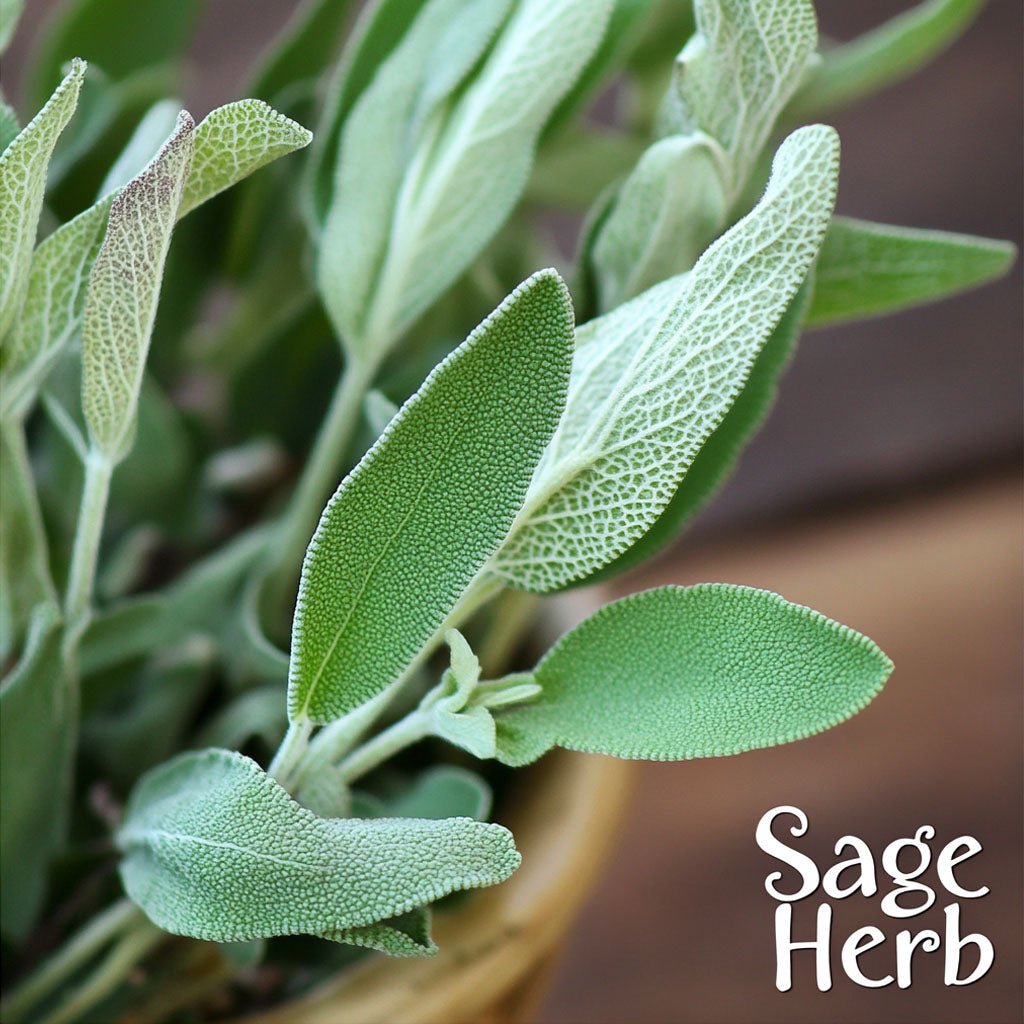 Sage Herb - 1 oz.