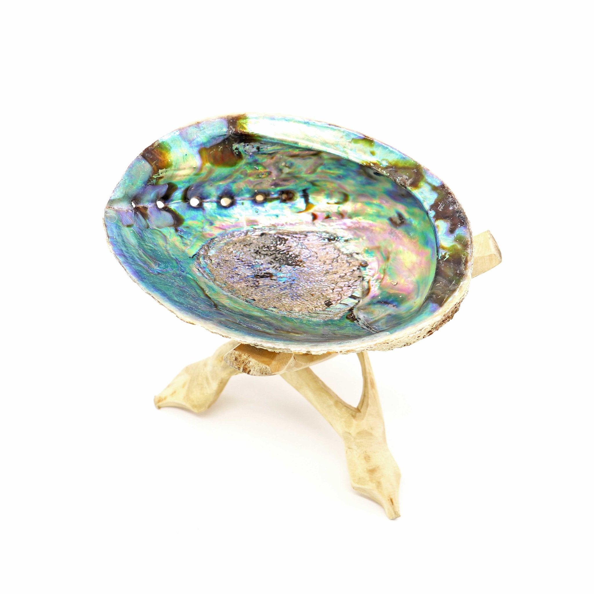 Abalone Shell and Stand Set - 13 Moons