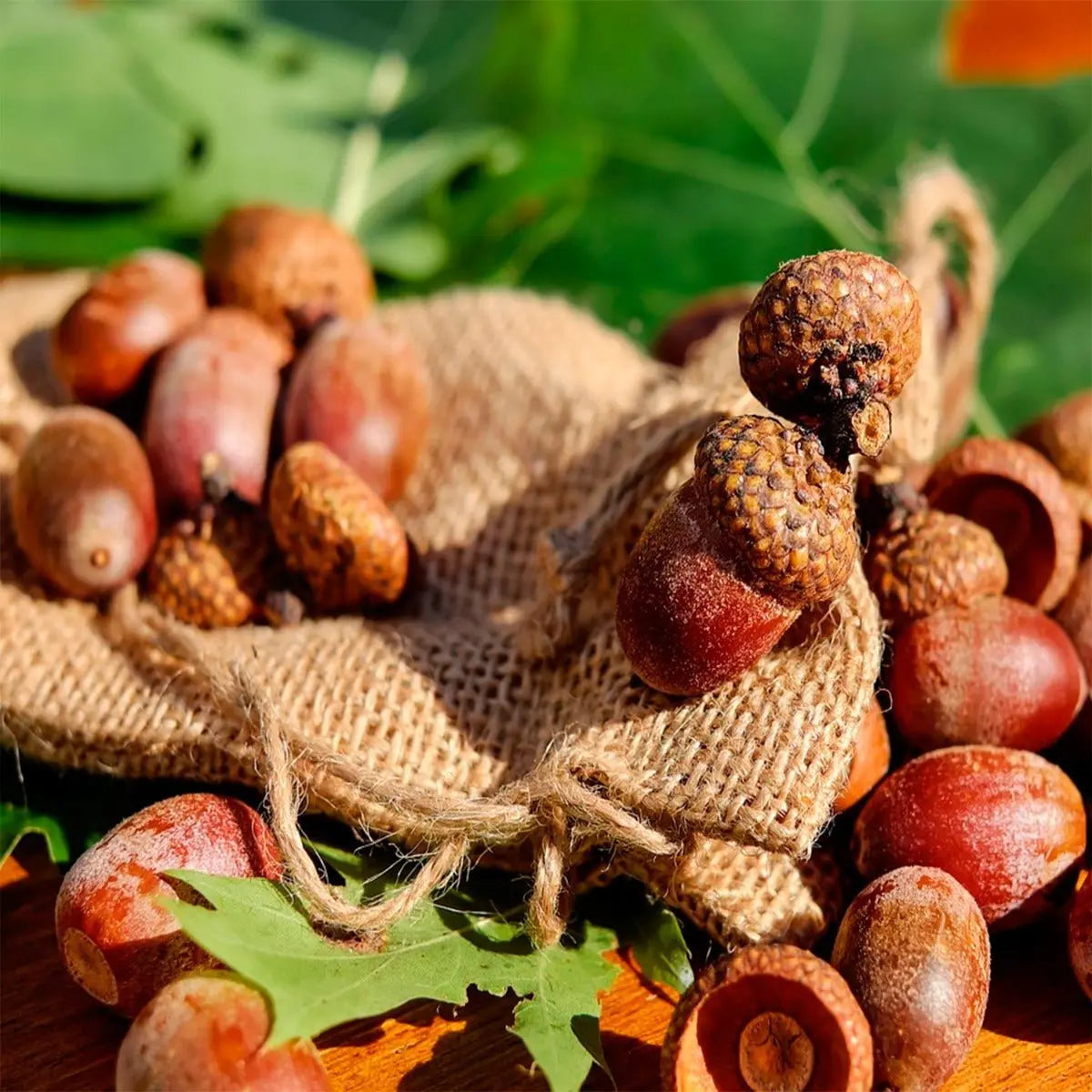 Acorns with Caps - 13 Moons