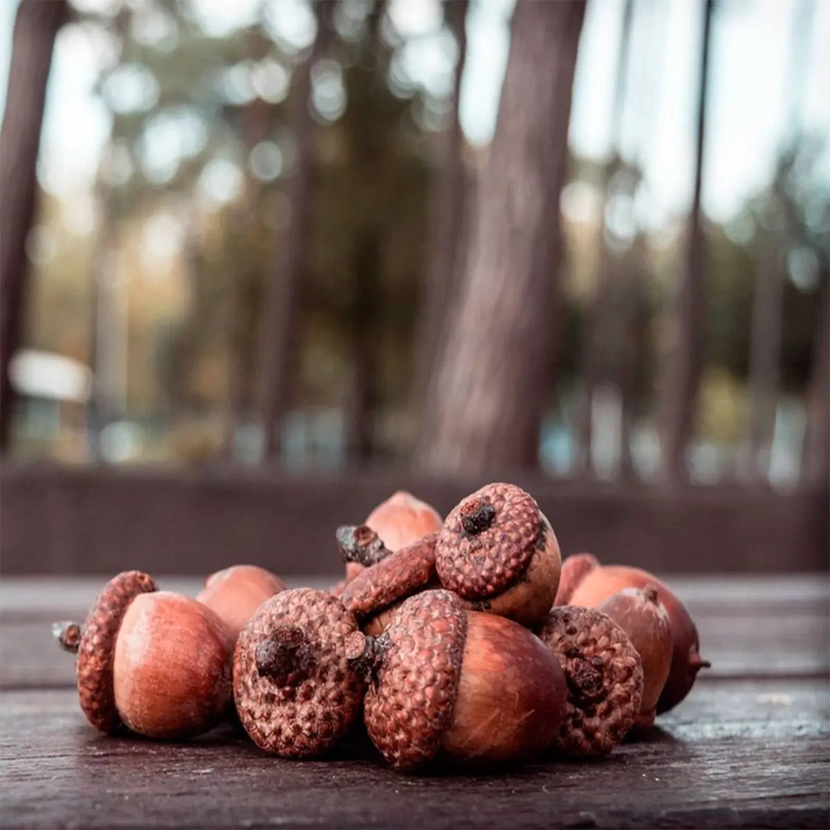 Acorns with Caps - 13 Moons
