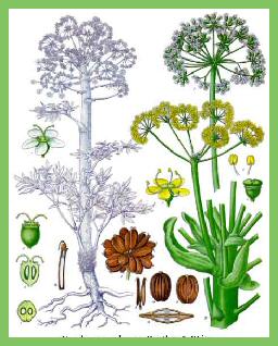 Asafoetida - 13 Moons