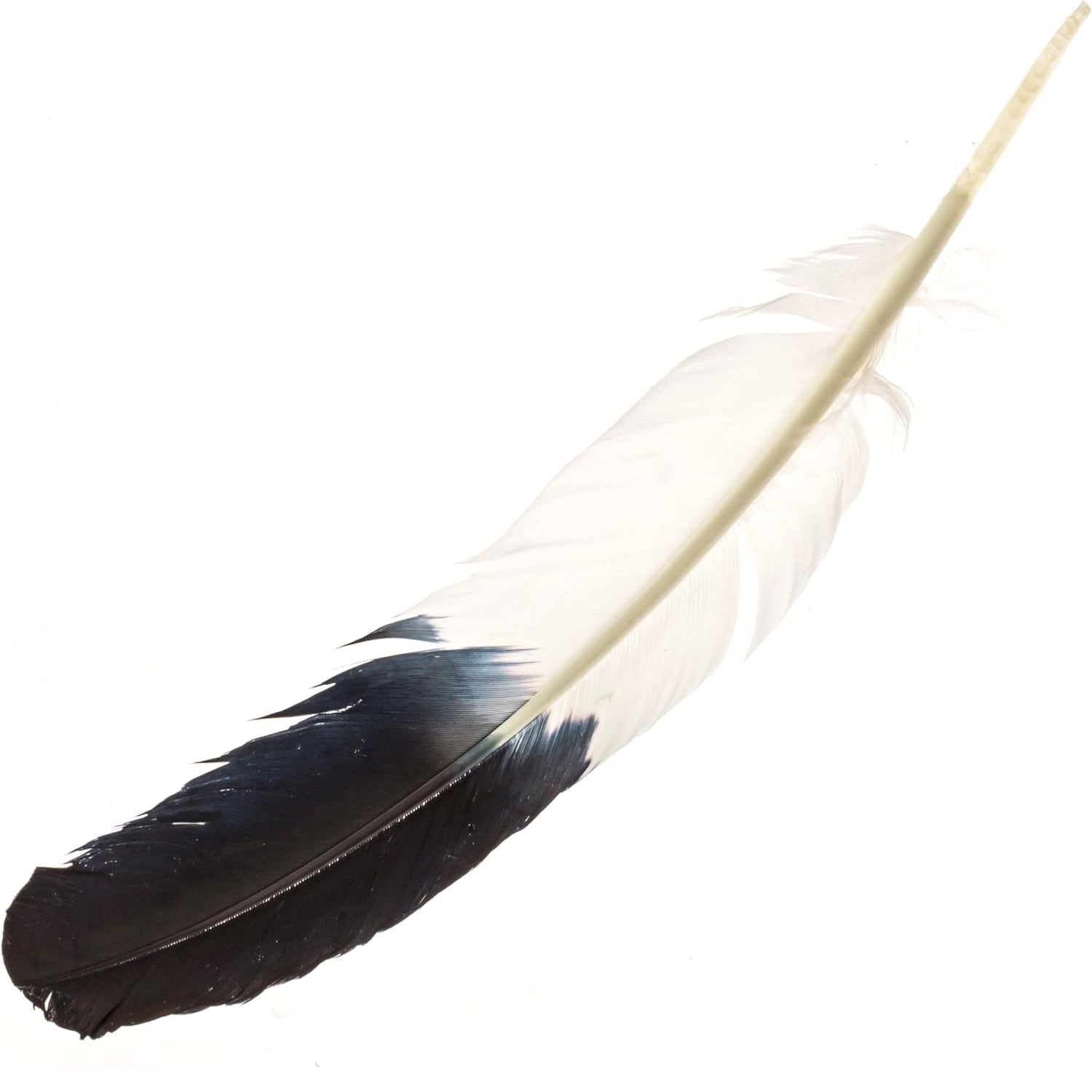 Faux Bald Eagle Feather — ScouterLife