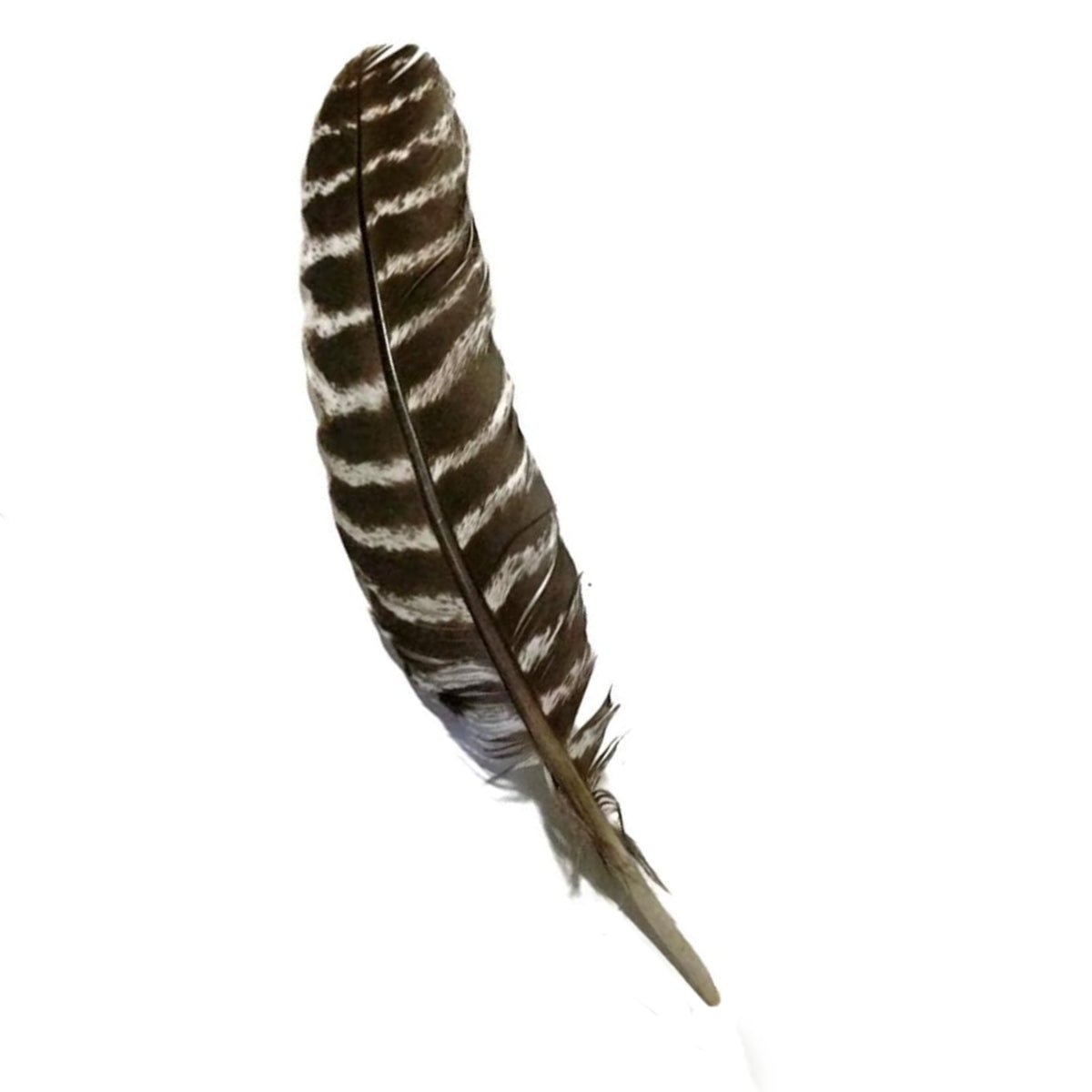 Barred Turkey Feather - 13 Moons