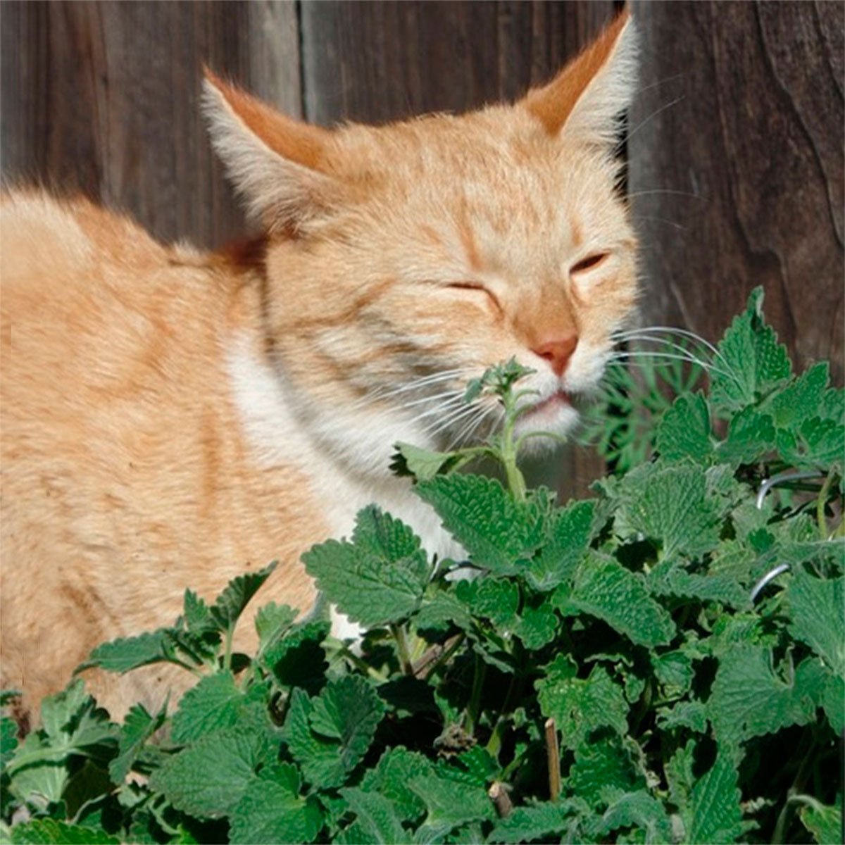 Catnip - 13 Moons