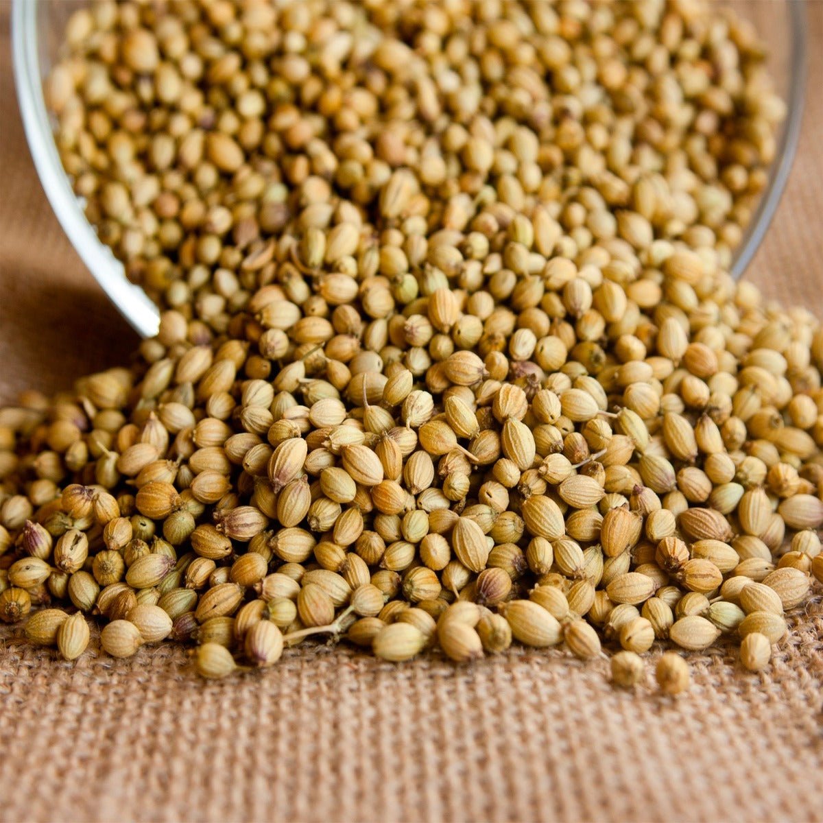 Coriander Seed - 13 Moons