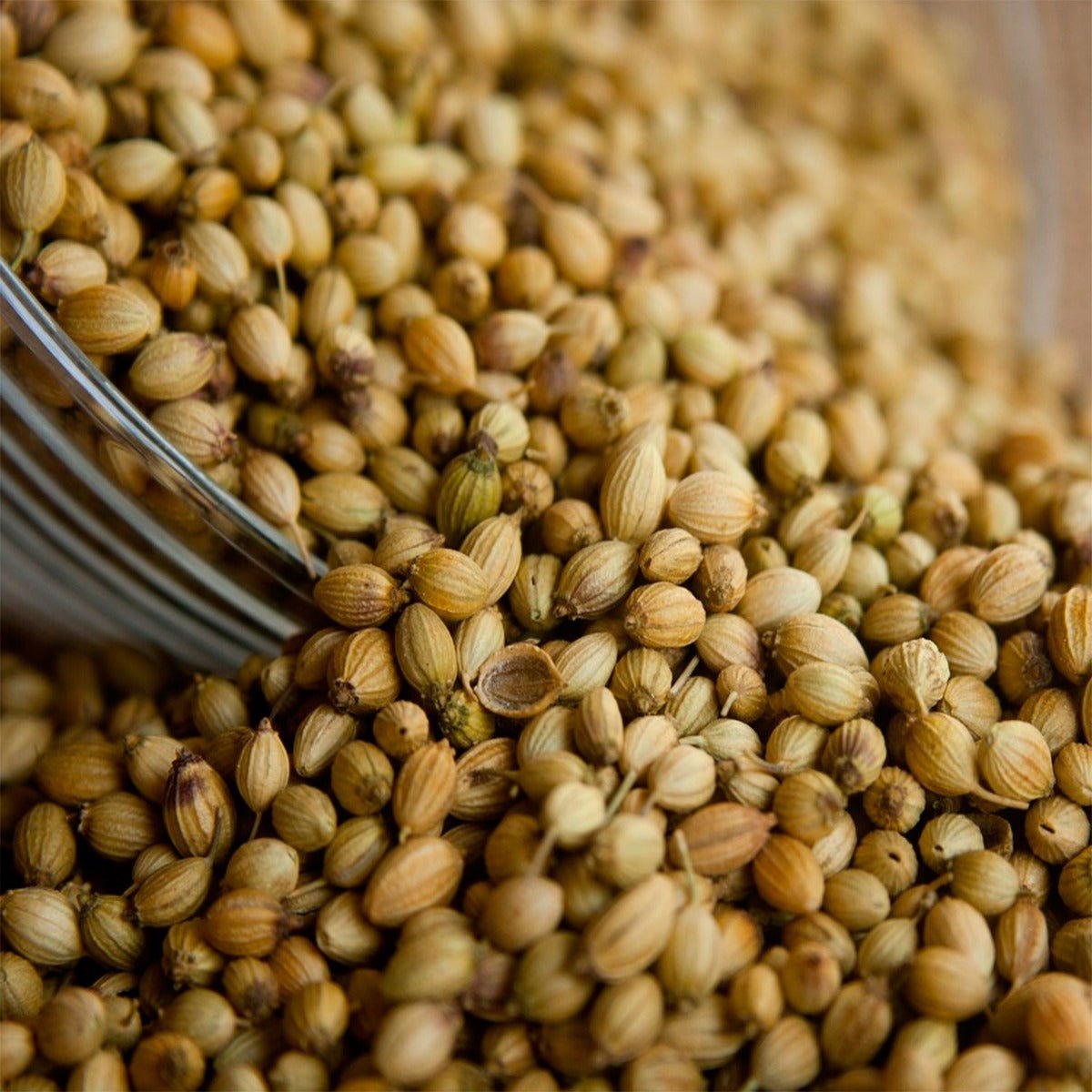 Coriander Seed - 13 Moons