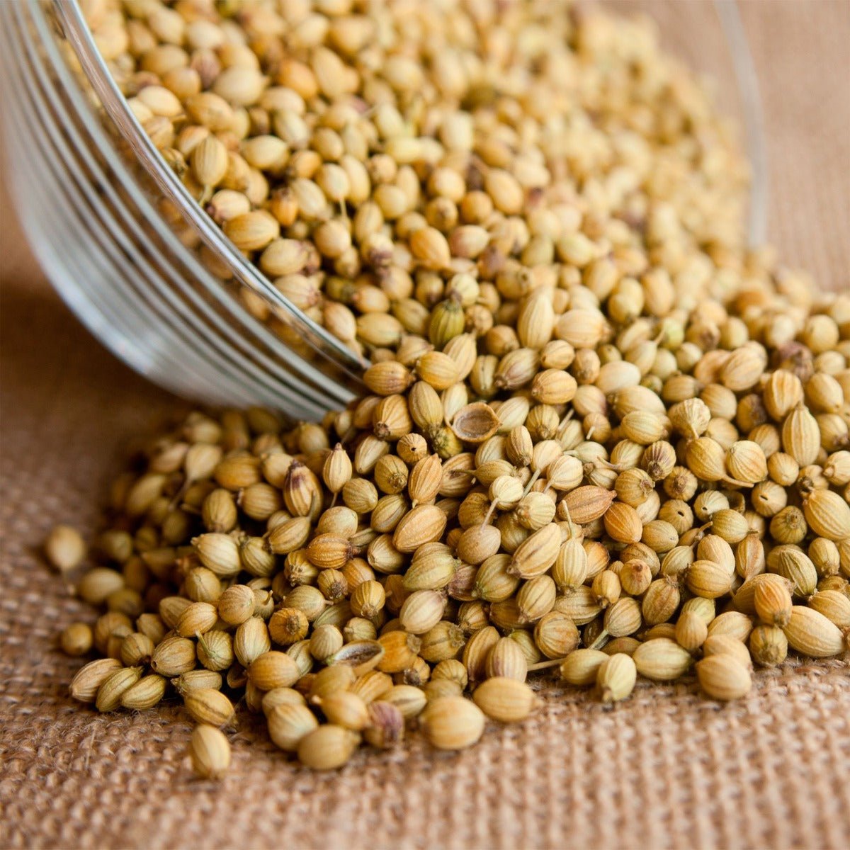 Coriander Seed - 13 Moons