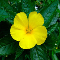 Damiana Herb - 1 oz