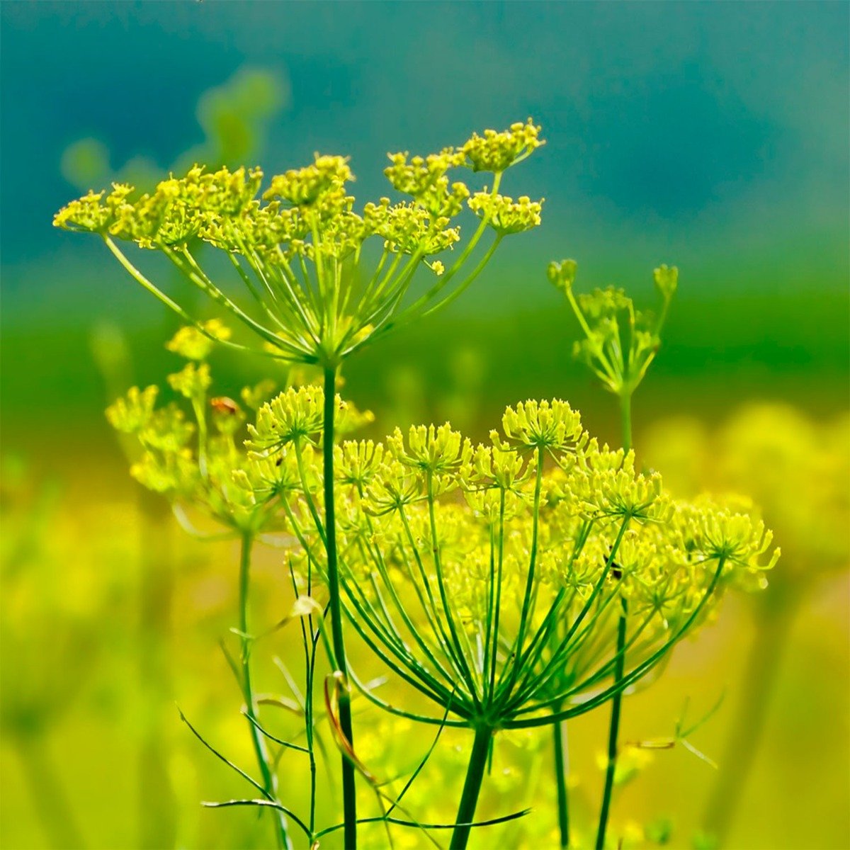 Fennel - 13 Moons