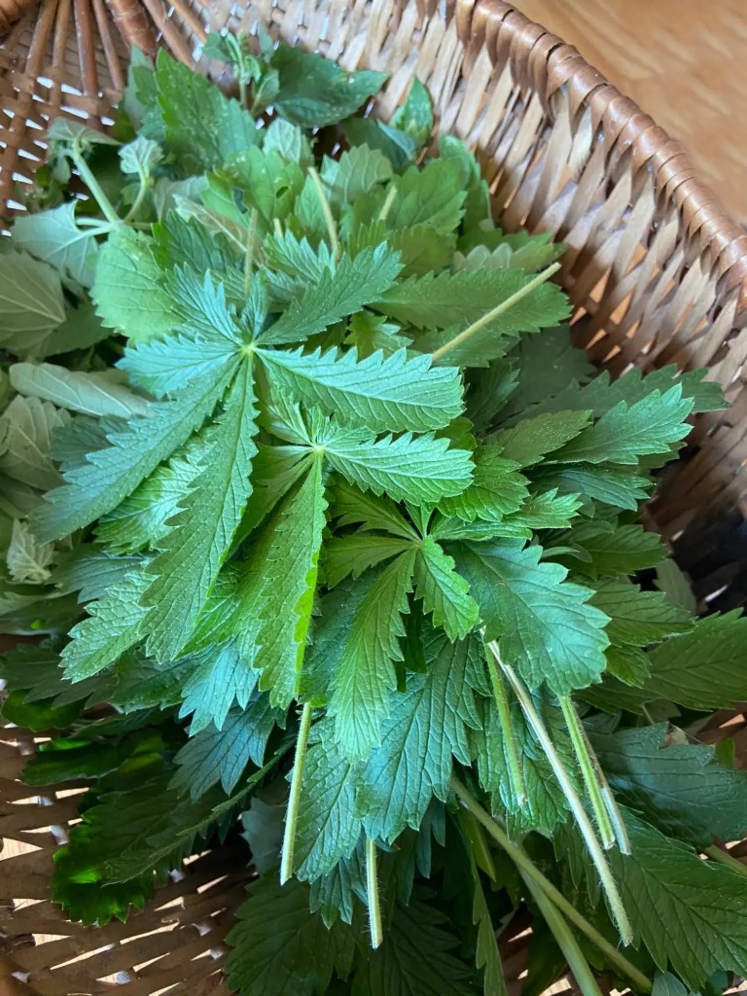Five Finger Grass, Wildcrafted - Pressed - 13 Moons