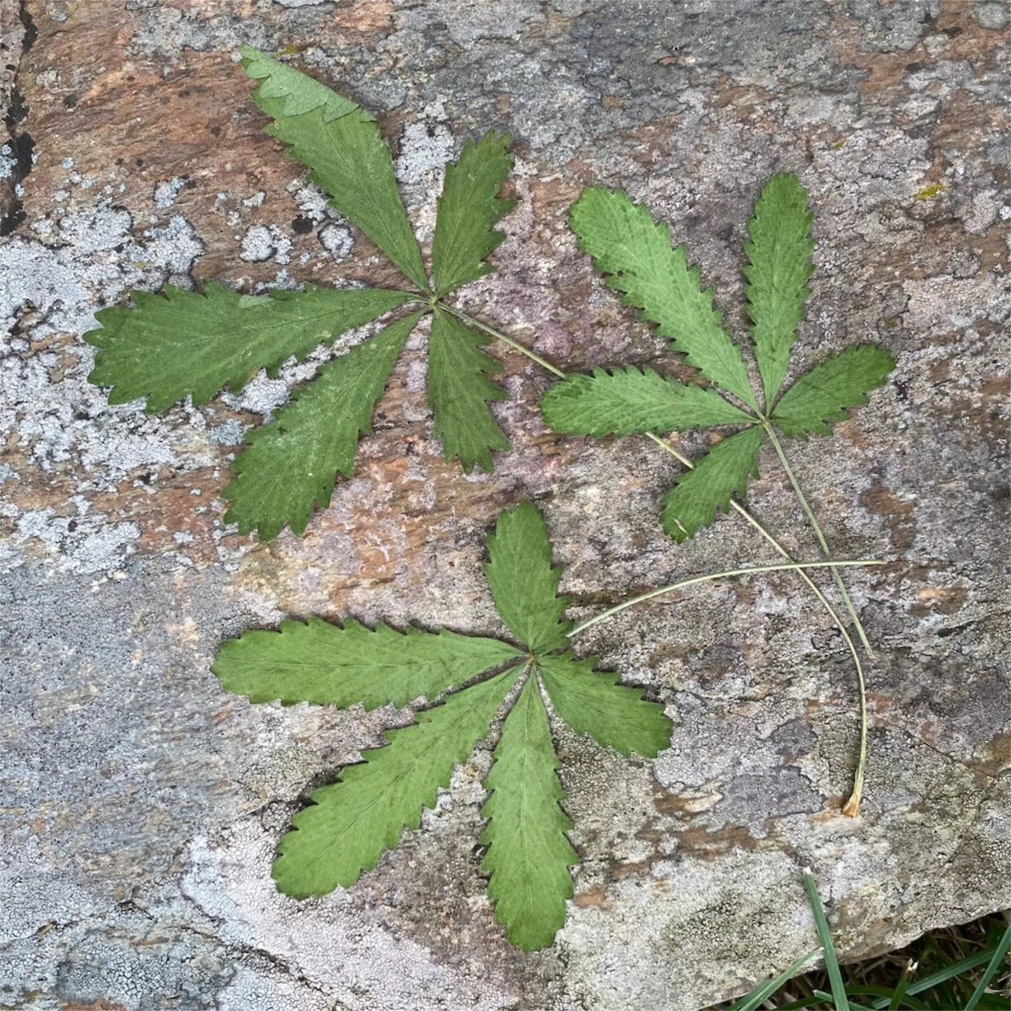 Five Finger Grass, Wildcrafted - Pressed - 13 Moons