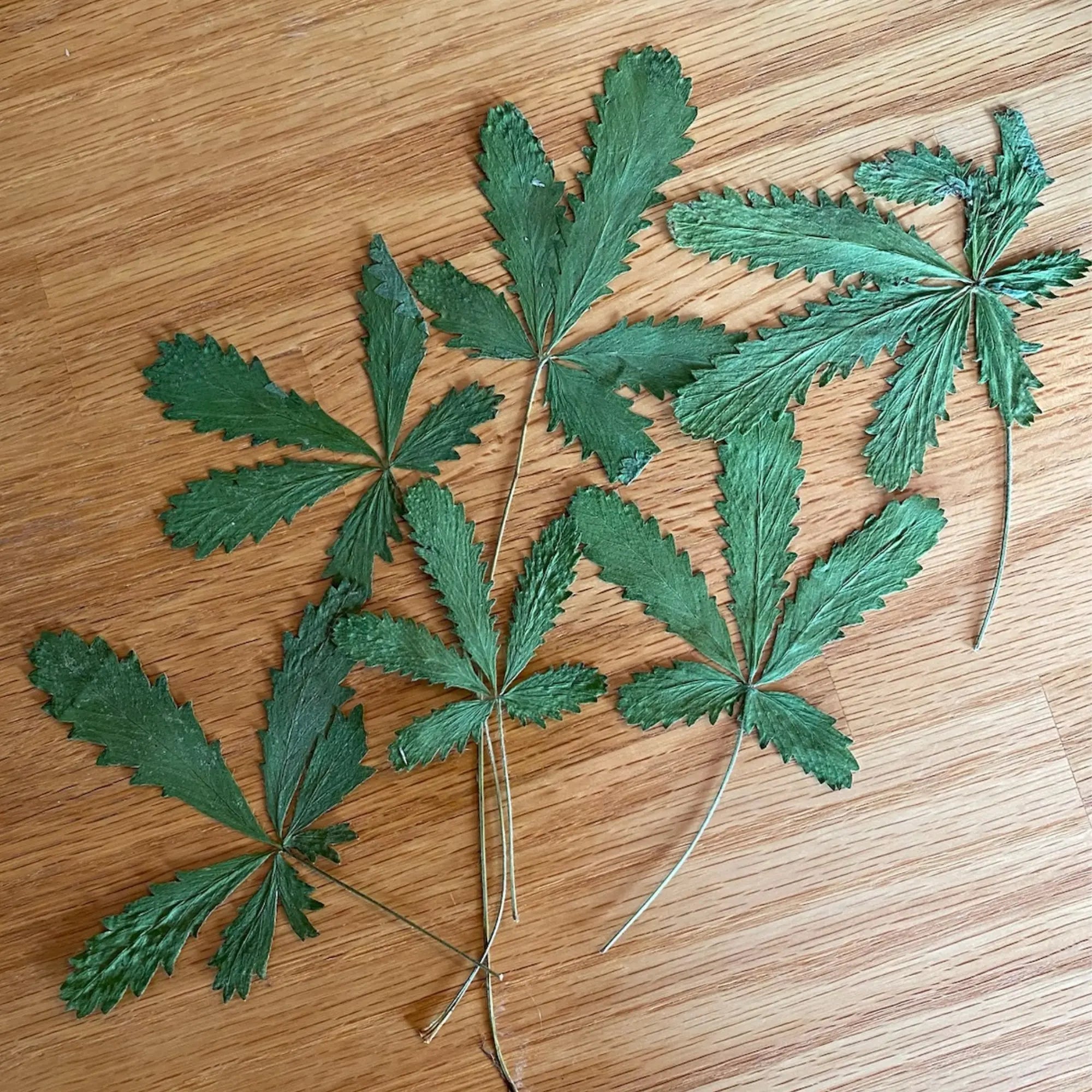 Five Finger Grass, Wildcrafted - Pressed - 13 Moons