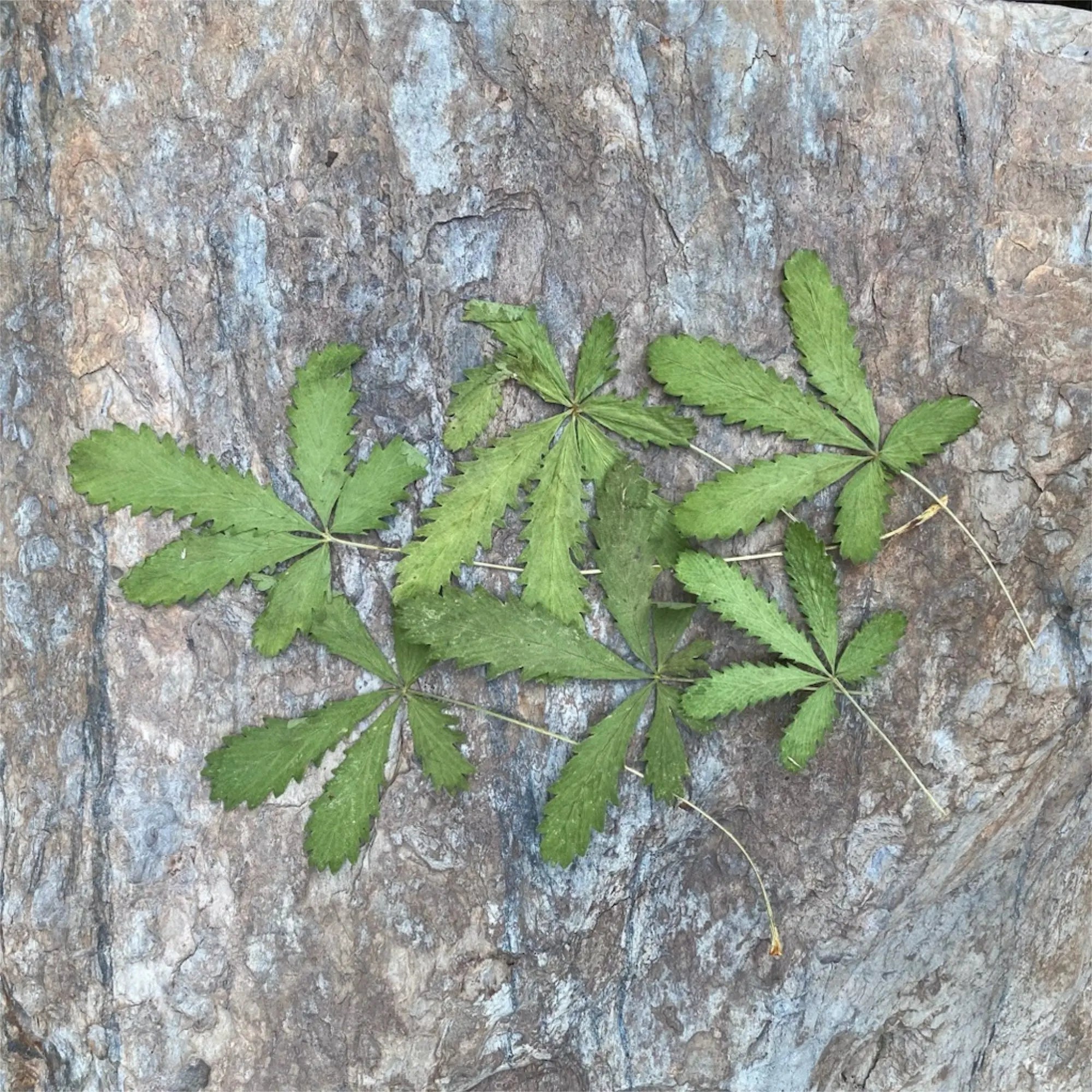 Five Finger Grass, Wildcrafted - Pressed - 13 Moons