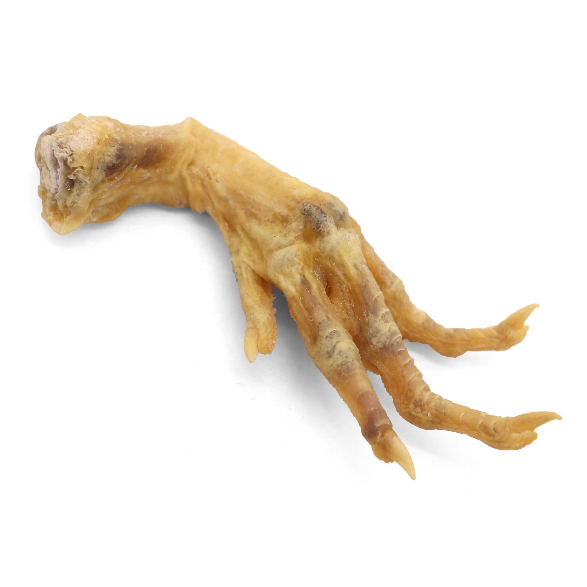 Genuine Chicken Foot Charm - 13 Moons