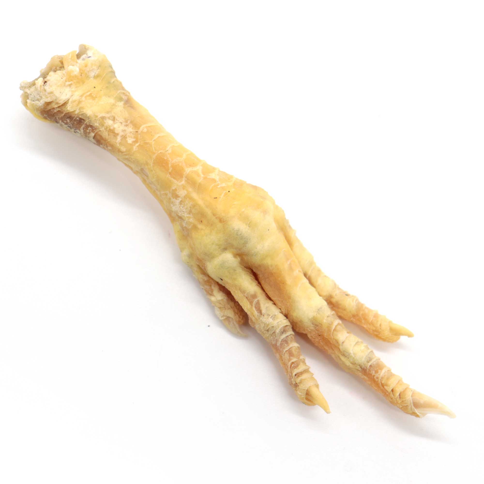 Genuine Chicken Foot Charm - 13 Moons