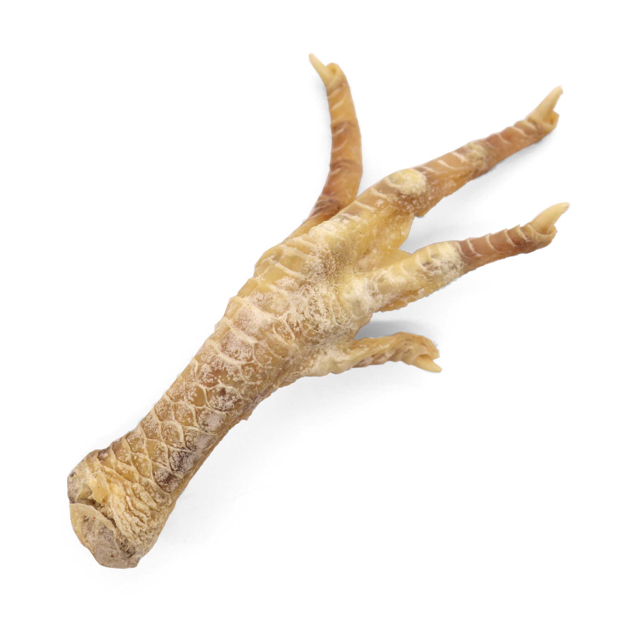 Genuine Chicken Foot Charm - 13 Moons