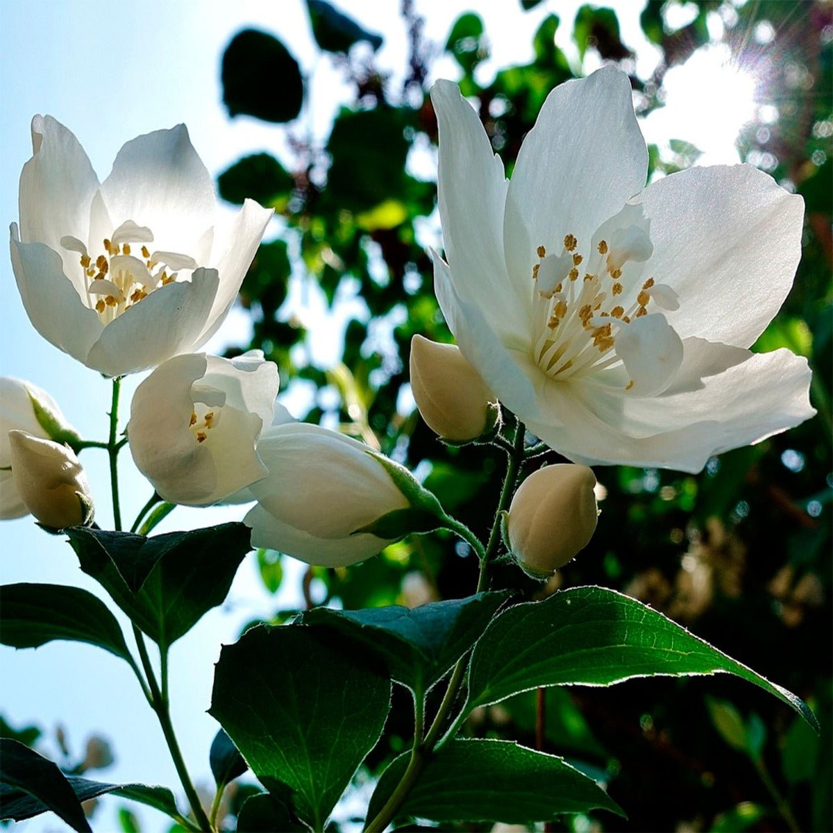 Jasmine Flowers - 13 Moons