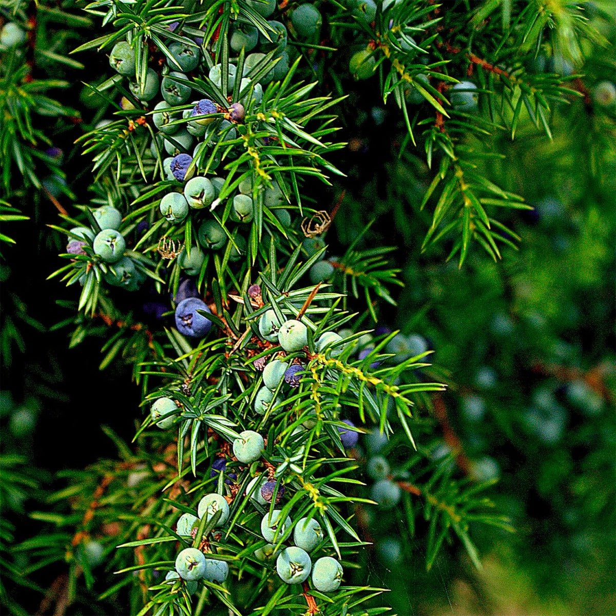 Juniper Berry - Whole - 13 Moons
