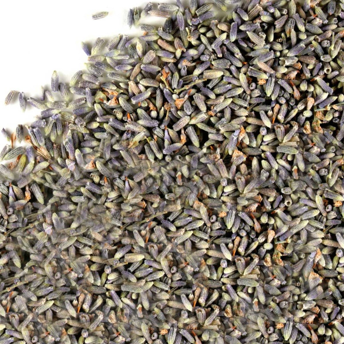 Lavender Flower - 13 Moons