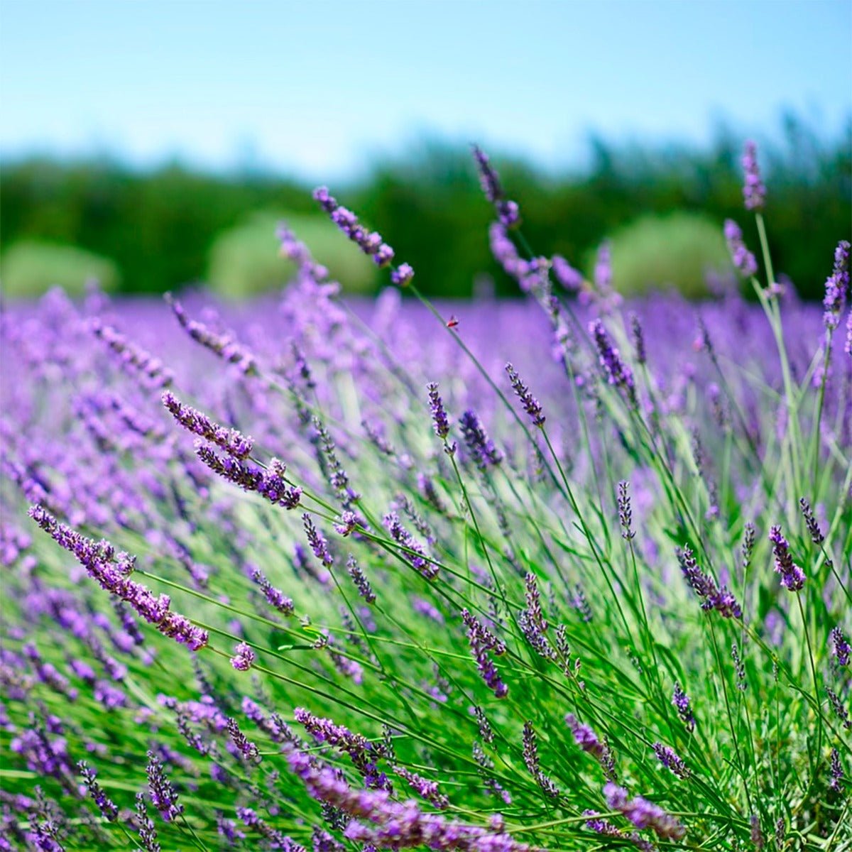 Lavender Flower - 13 Moons