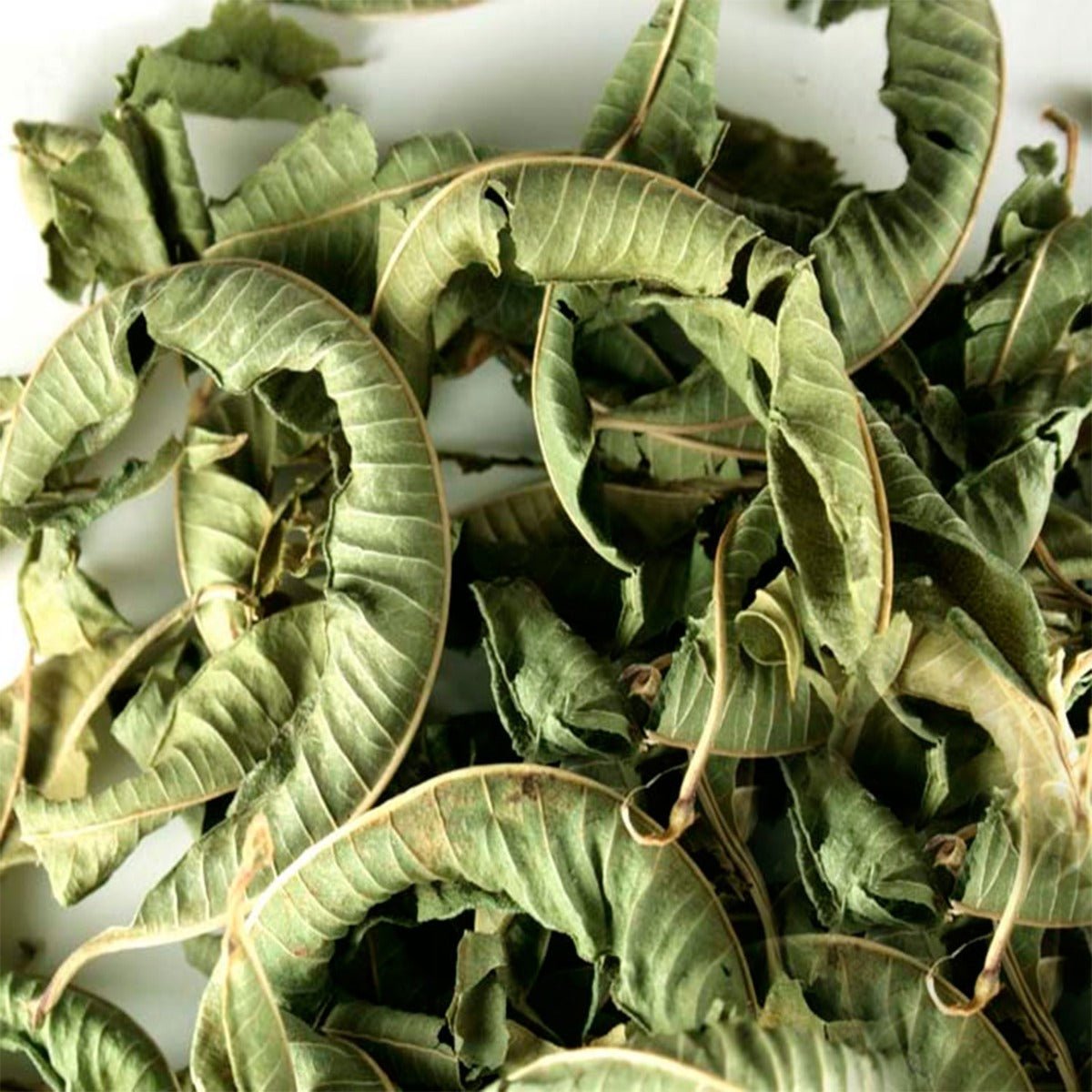 Lemon Verbena - 13 Moons