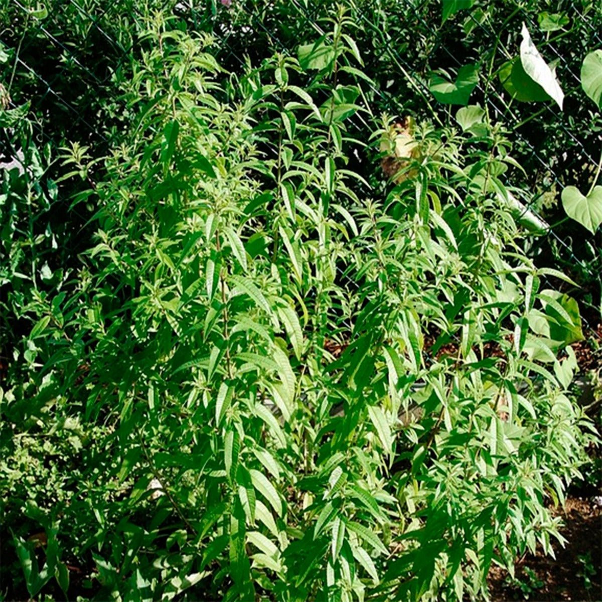 Herb Profile: Lemon Verbena — Star Bright Farm