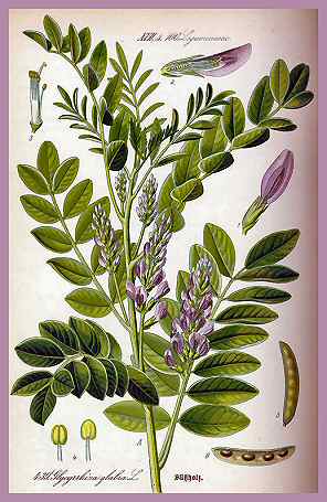 Licorice Root - 1 oz. - 13 Moons