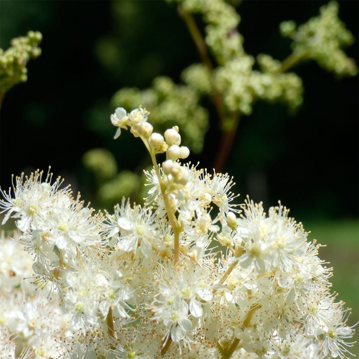 Meadowsweet - Wildcrafted - 13 Moons