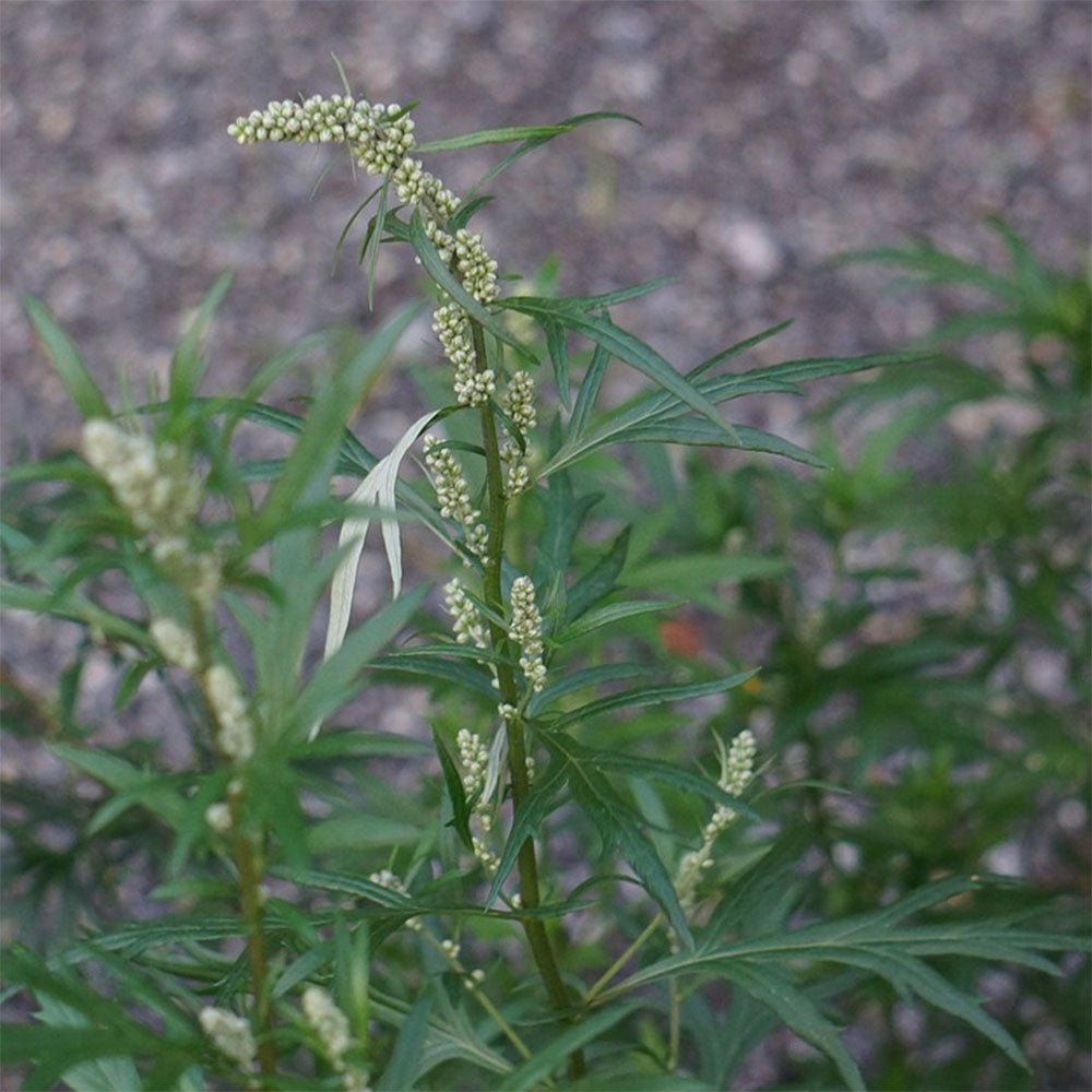 Mugwort - 13 Moons