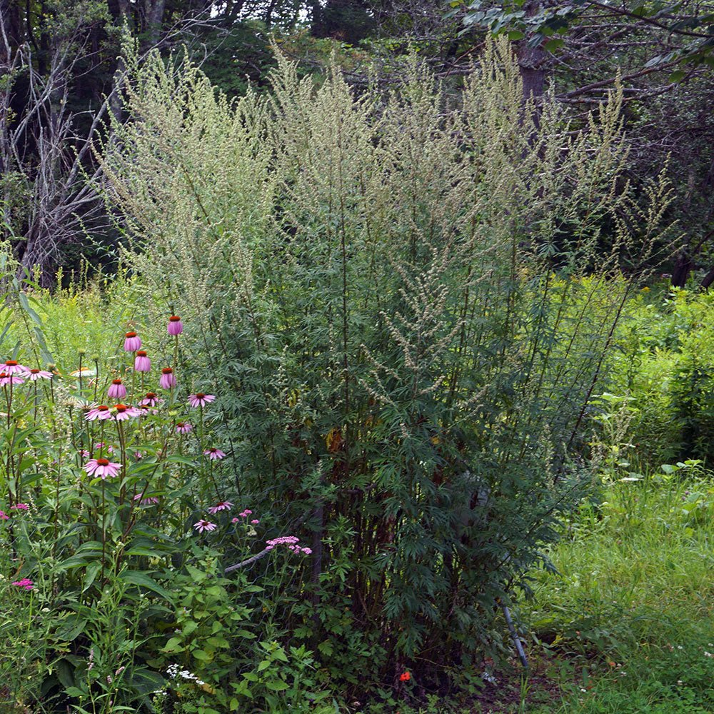 Mugwort - 13 Moons