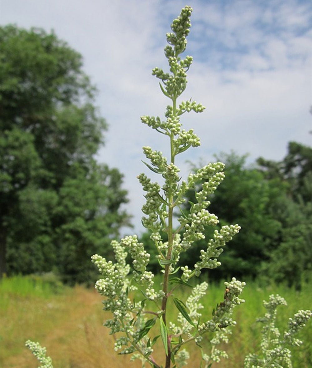 Mugwort - 13 Moons