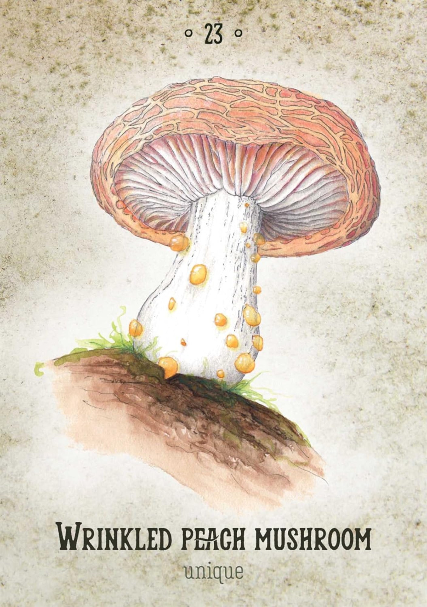 Mushroom Spirit Oracle - 13 Moons