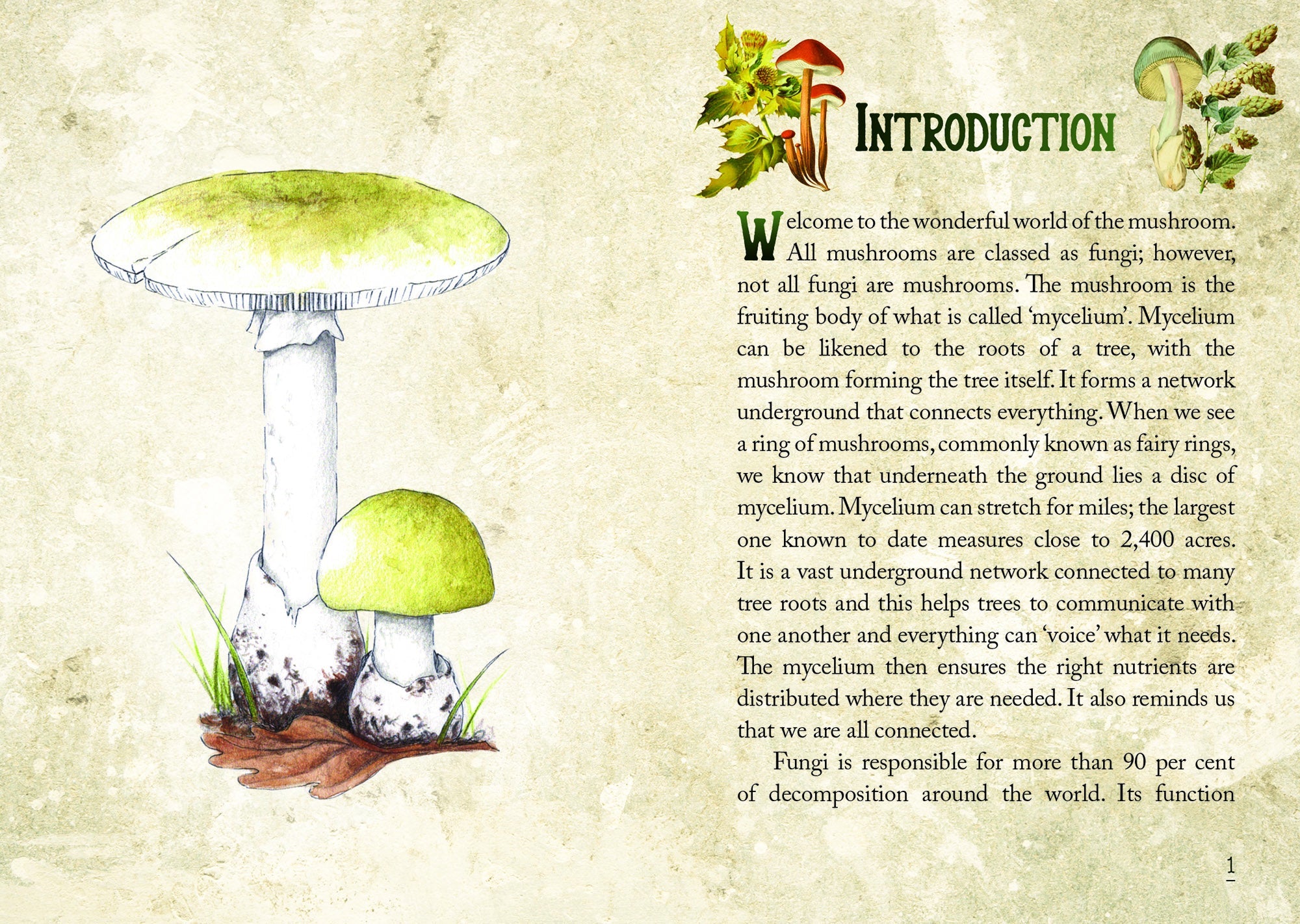 Mushroom Spirit Oracle - 13 Moons