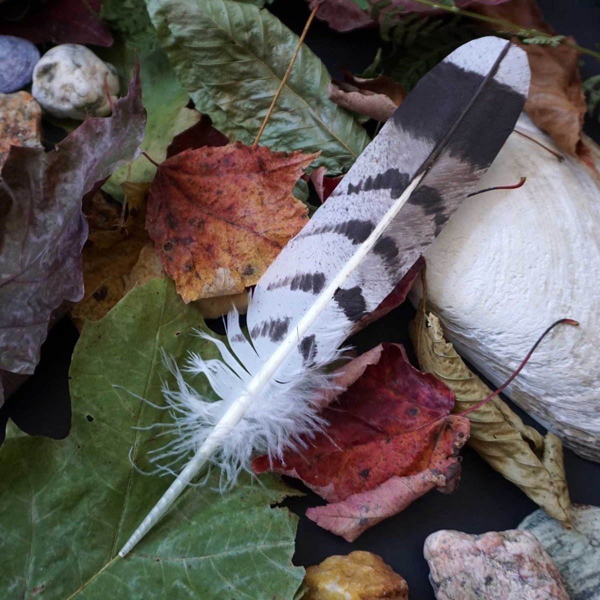 Osprey Feather - 13 Moons