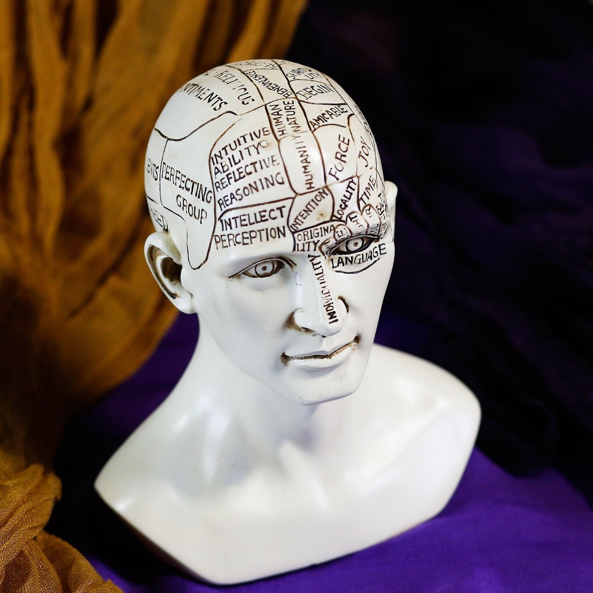 Phrenology Bust - 13 Moons