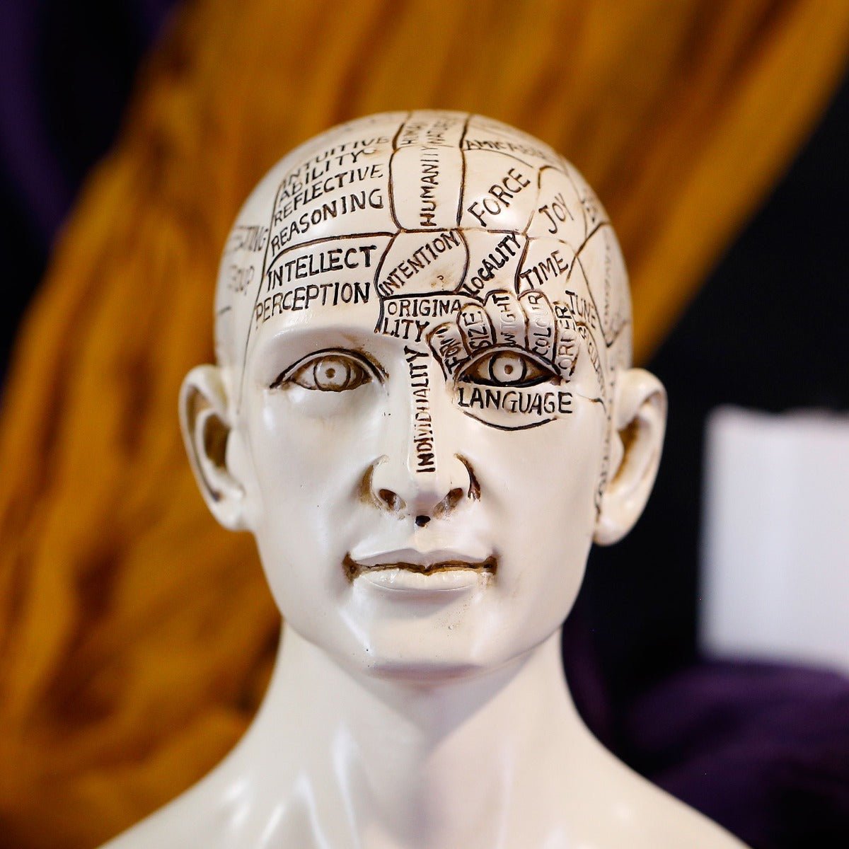 Phrenology Bust - 13 Moons