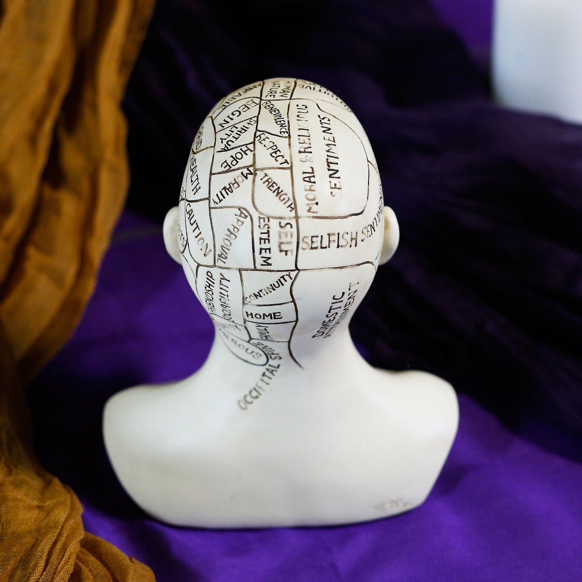 Phrenology Bust - 13 Moons