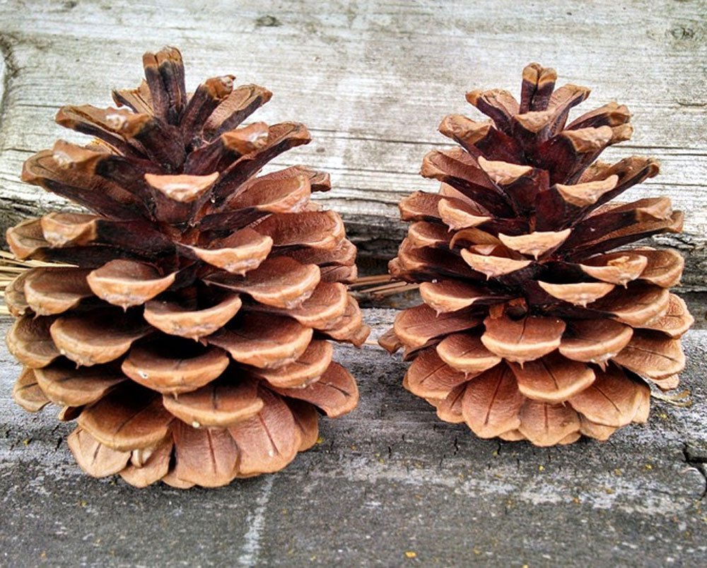 50 SMALL PINE CONES 2 1/2 European Aleppo - Crafts - Use like small  Ponderosa